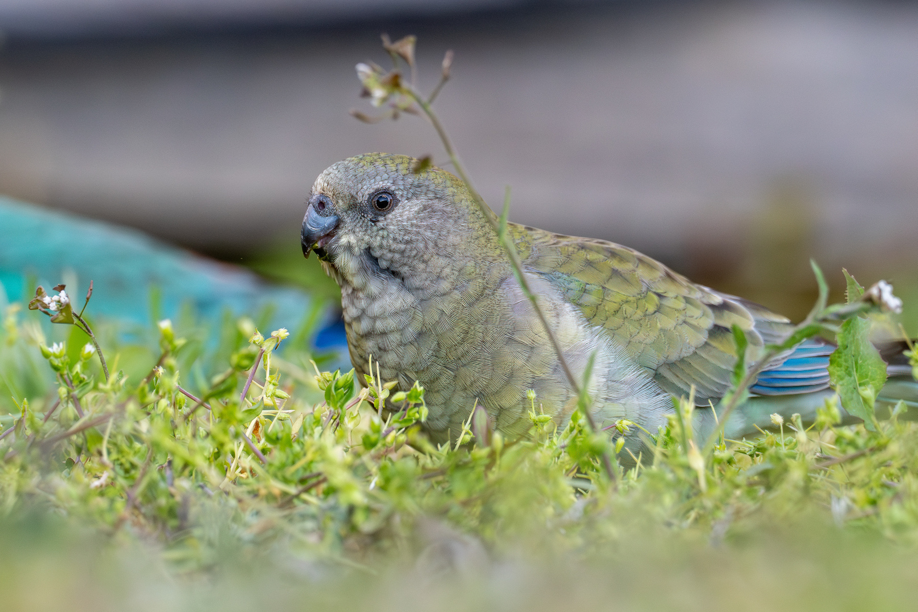 A female red-rumped parrot in the grass.