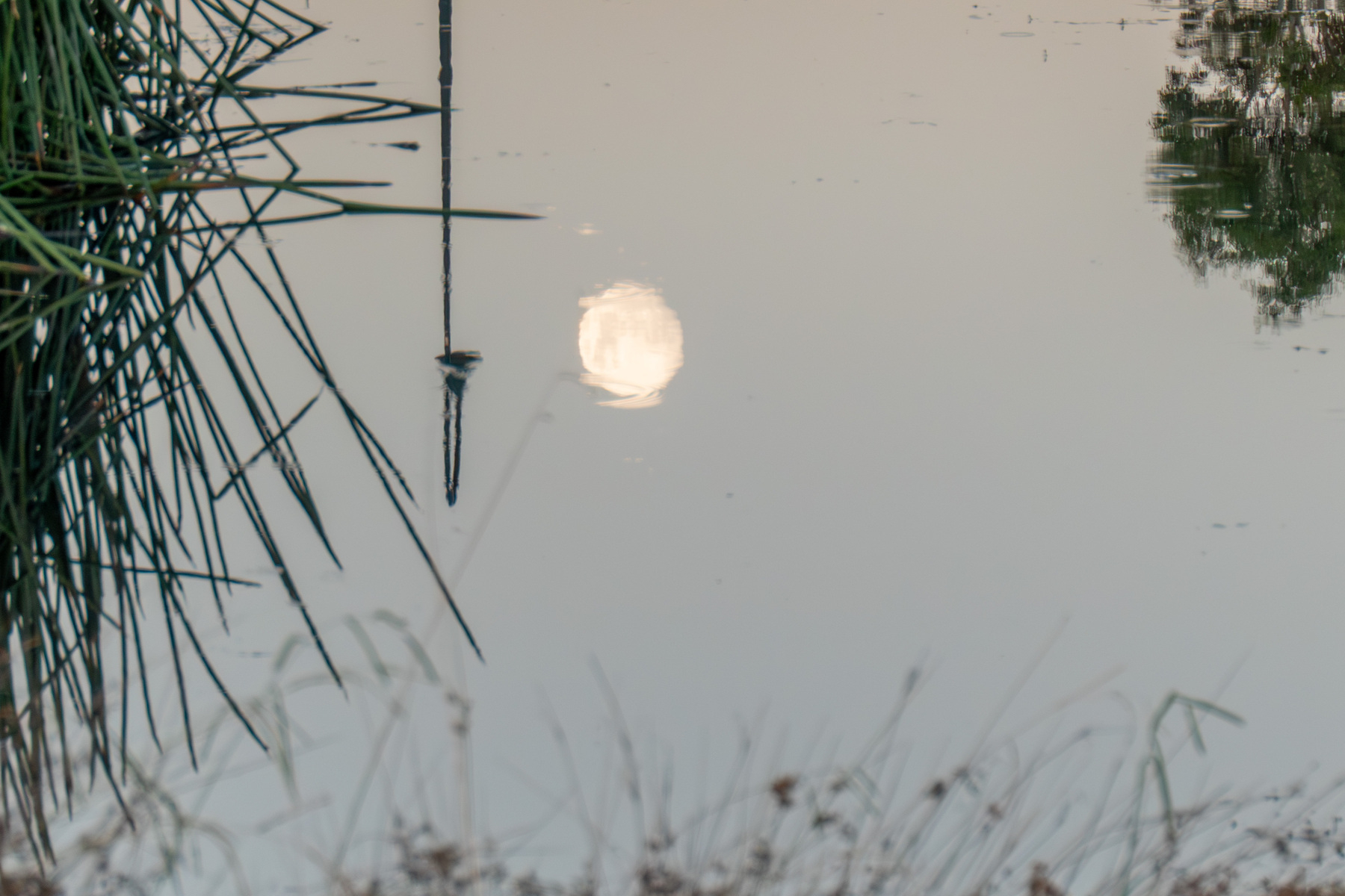 Reflection of the moon in a pond. There are some reeds and a reflection of a lamp post next to the moon.