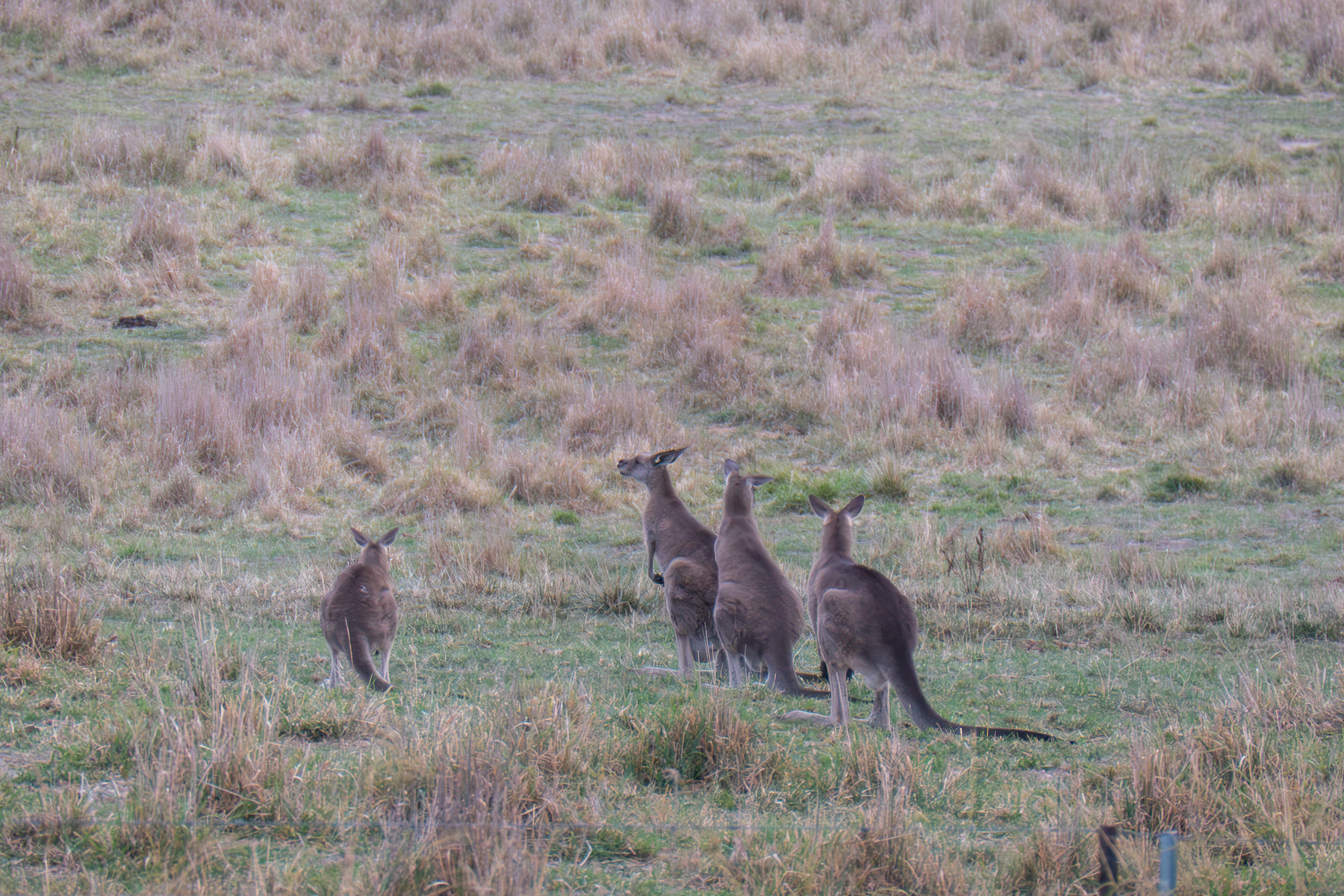 Four kangaroos in a grassy field, all looking away from the camera.