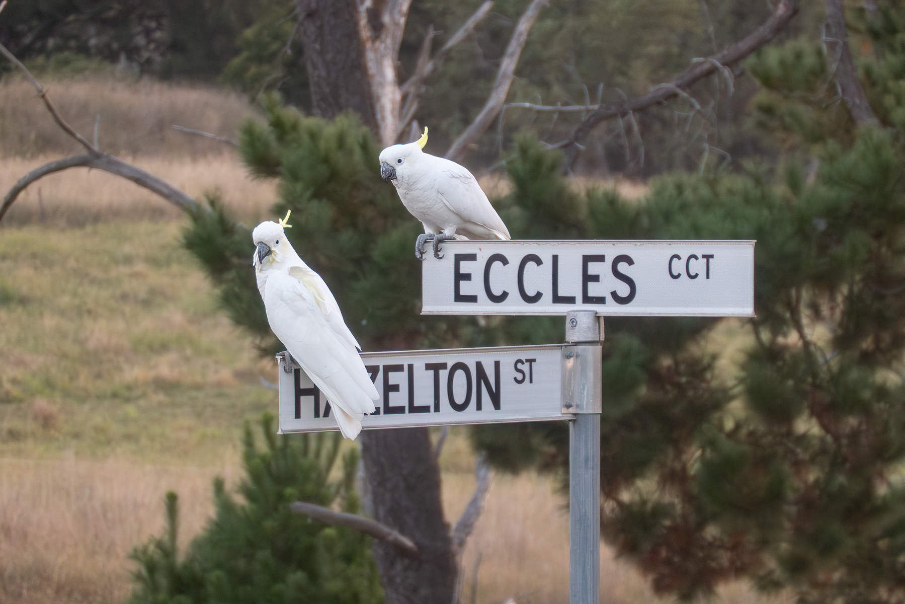 Two cockatoos sitting on a street sign.