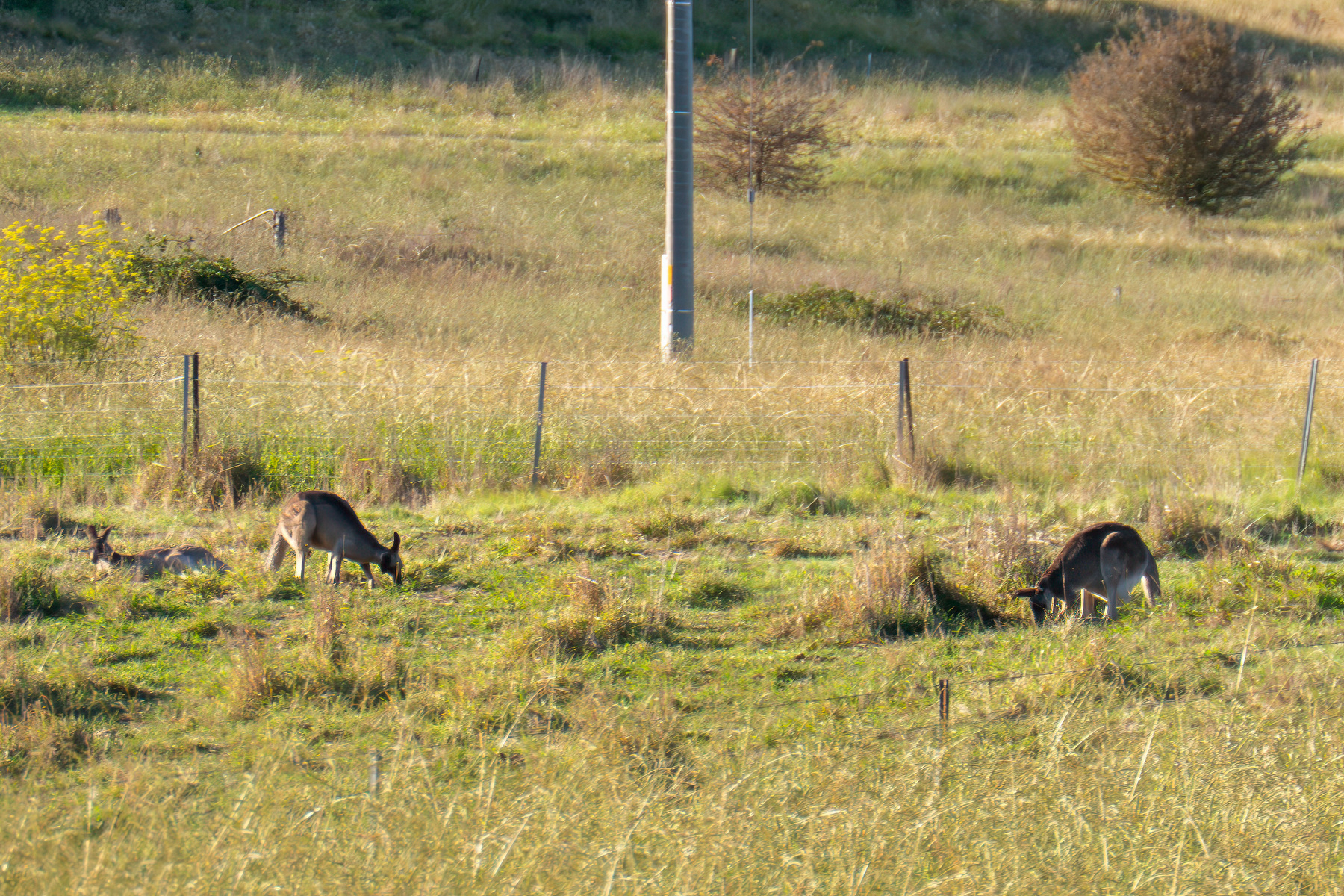 Kangaroos eating some grass in a field.