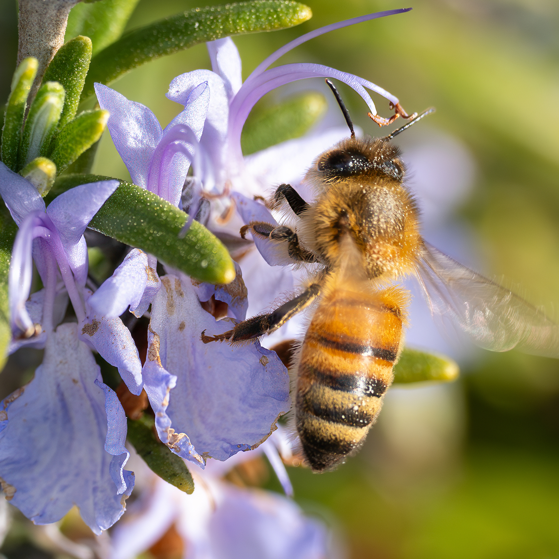 Bee on a lavender bush.