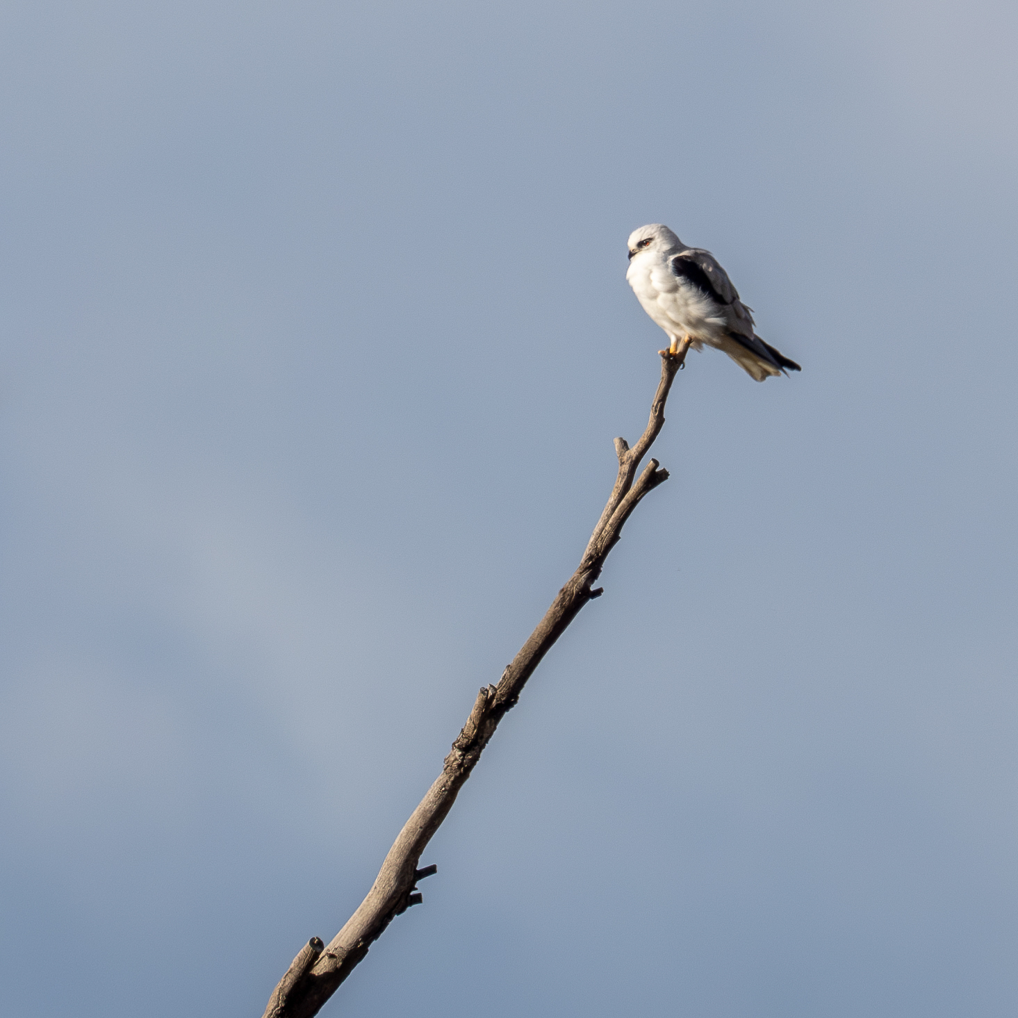 A kestrel perched on a branch