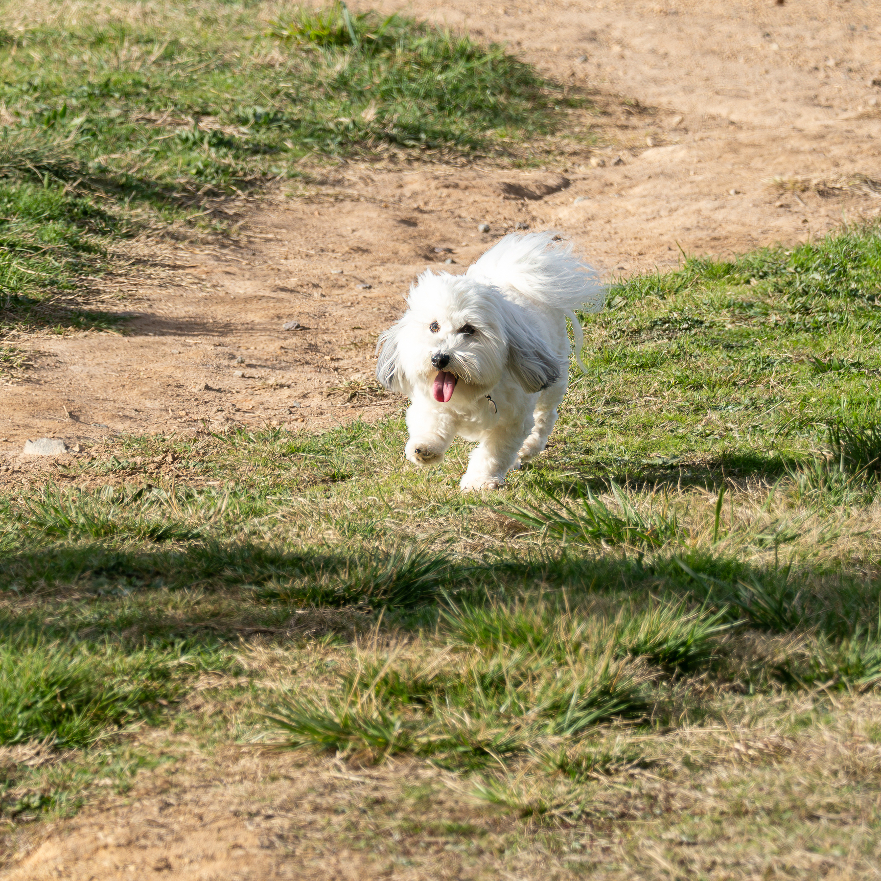 Trinket the havanese dog running down a hill