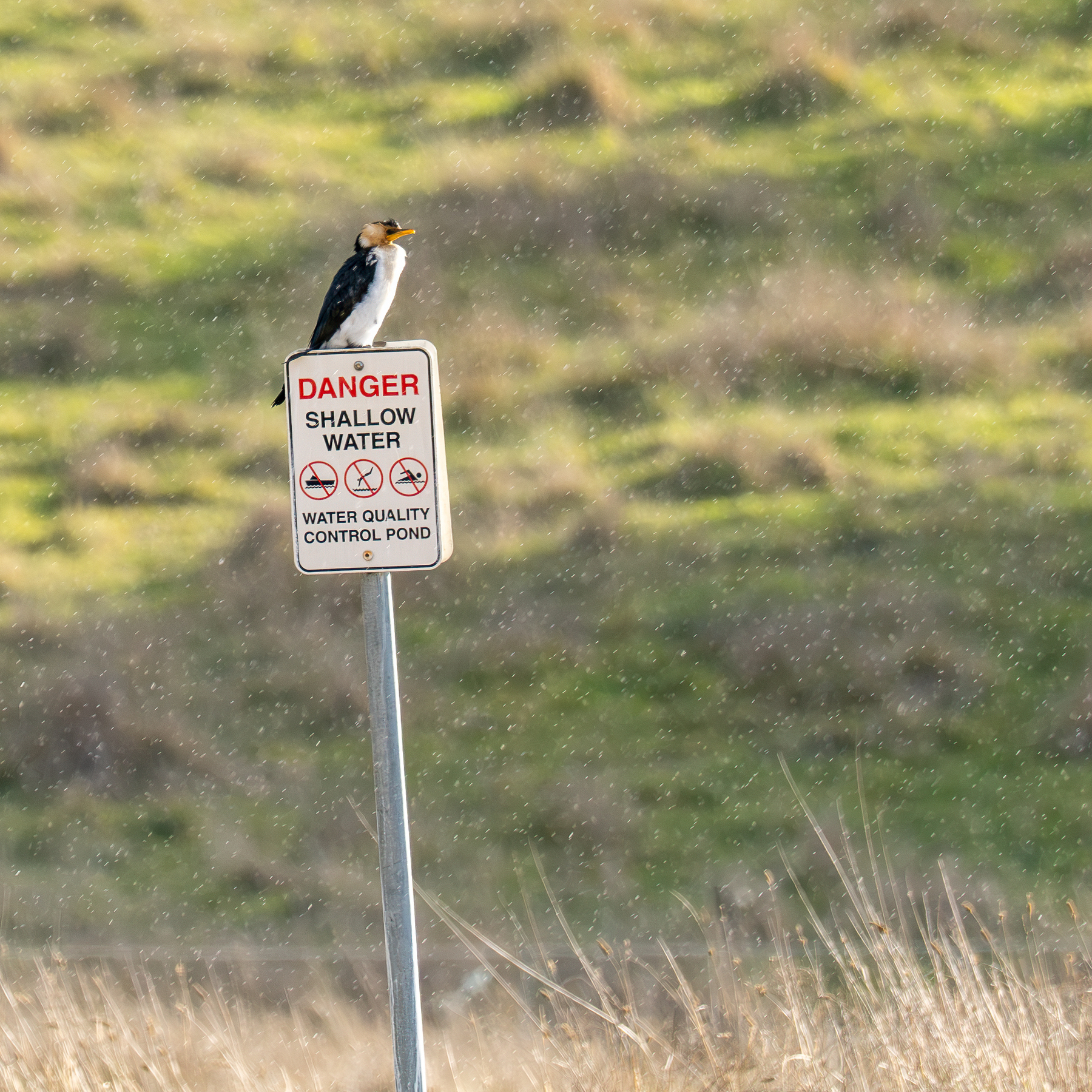 Cormorant sitting on a sign in the rain, grass in the background