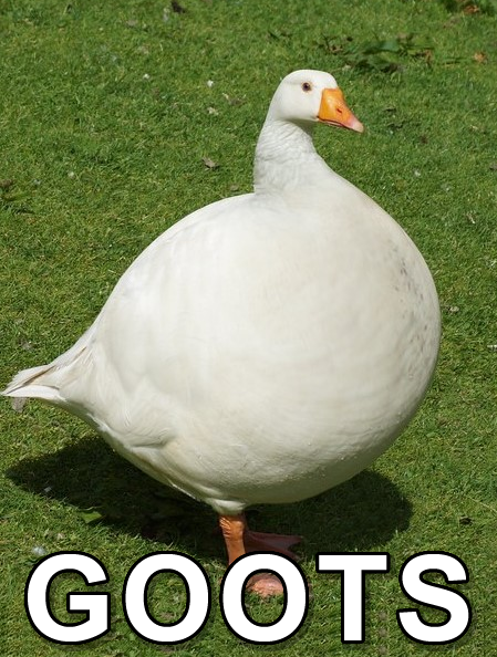 the goots meme: photo of an overly-large and round goose with a grassy background; the word GOOTS written along the bottom, absurdly