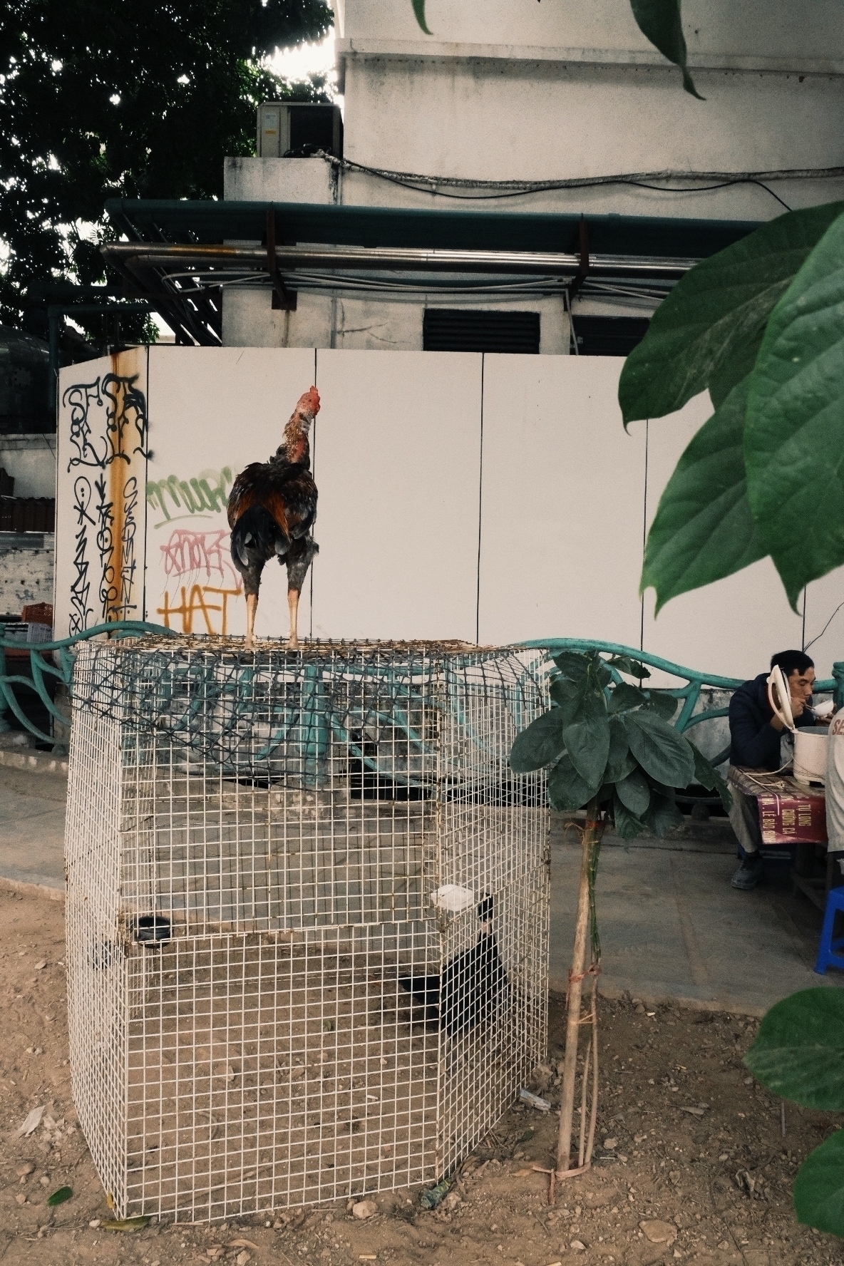 Street photo of a rooster (??) standing on its cage, looking at a man sitting at the very corner of the image, eating a pho. It's curbside and there's a white wall with graphity behind. I still can't wrap my head around animal rights in Vietnam. It's a lot of small scale farming, but it can also be quite brutal. So just go vegan anyways 