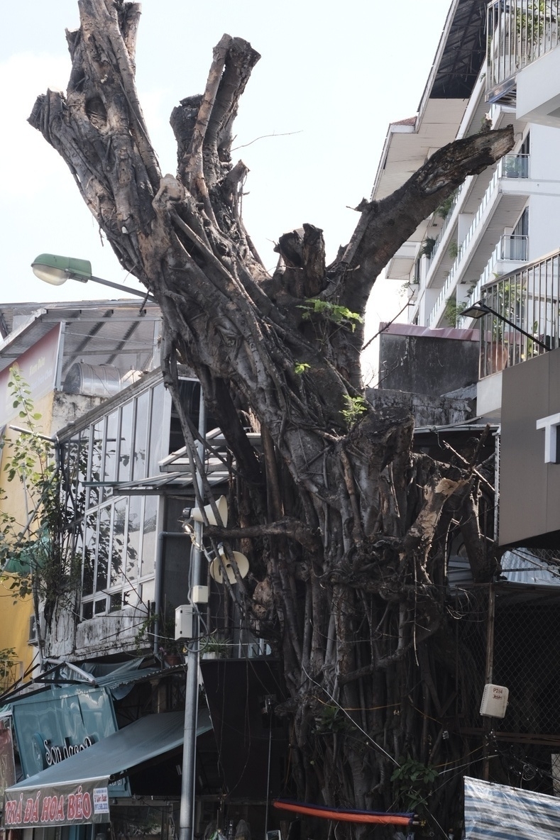 It looks like nothing special, but you see and feel the difference when driving through town: this is just one of the many big trees in Hanoi, on close-up, which have been cut down. Many streets just feel more lit and grey, the storm having destroyed about 10k trees in the capital. Yet this is also a sign of a resilient work force and locals quickly doing repairs. (We're not talking about the poor neighbourhoods where things are different, especially outside the capital. Please consider donating through NGOs such as Blue Dragon)