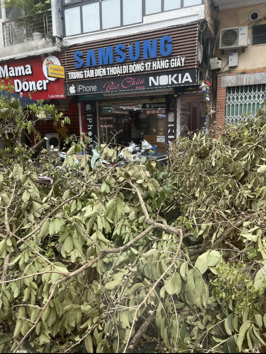 Lots of the beautiful old trees in Hanoi and beyond collapsed, here in front of a Samsung shop, which happens to be the biggest FDI friend 