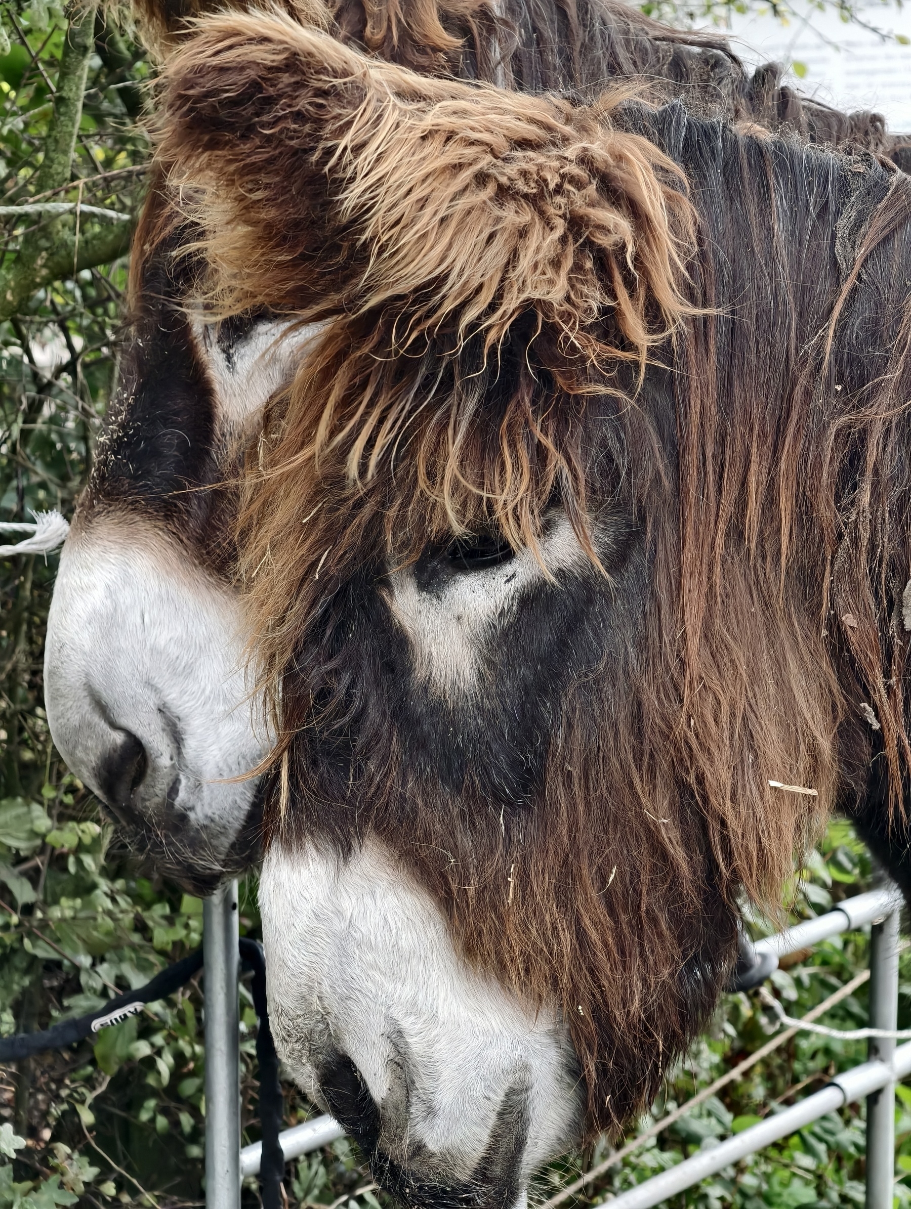Two big French donkeys that are part of the Münster Location we stayed at for the retreat. These animals are part of a theology institute that thinks about more-than-human relations