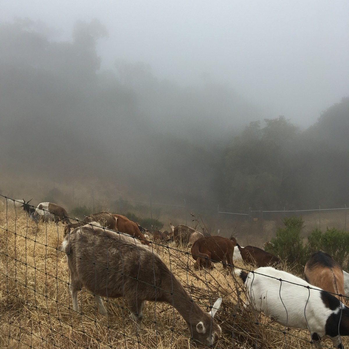 A group of goats grazes on a misty, fenced hillside.