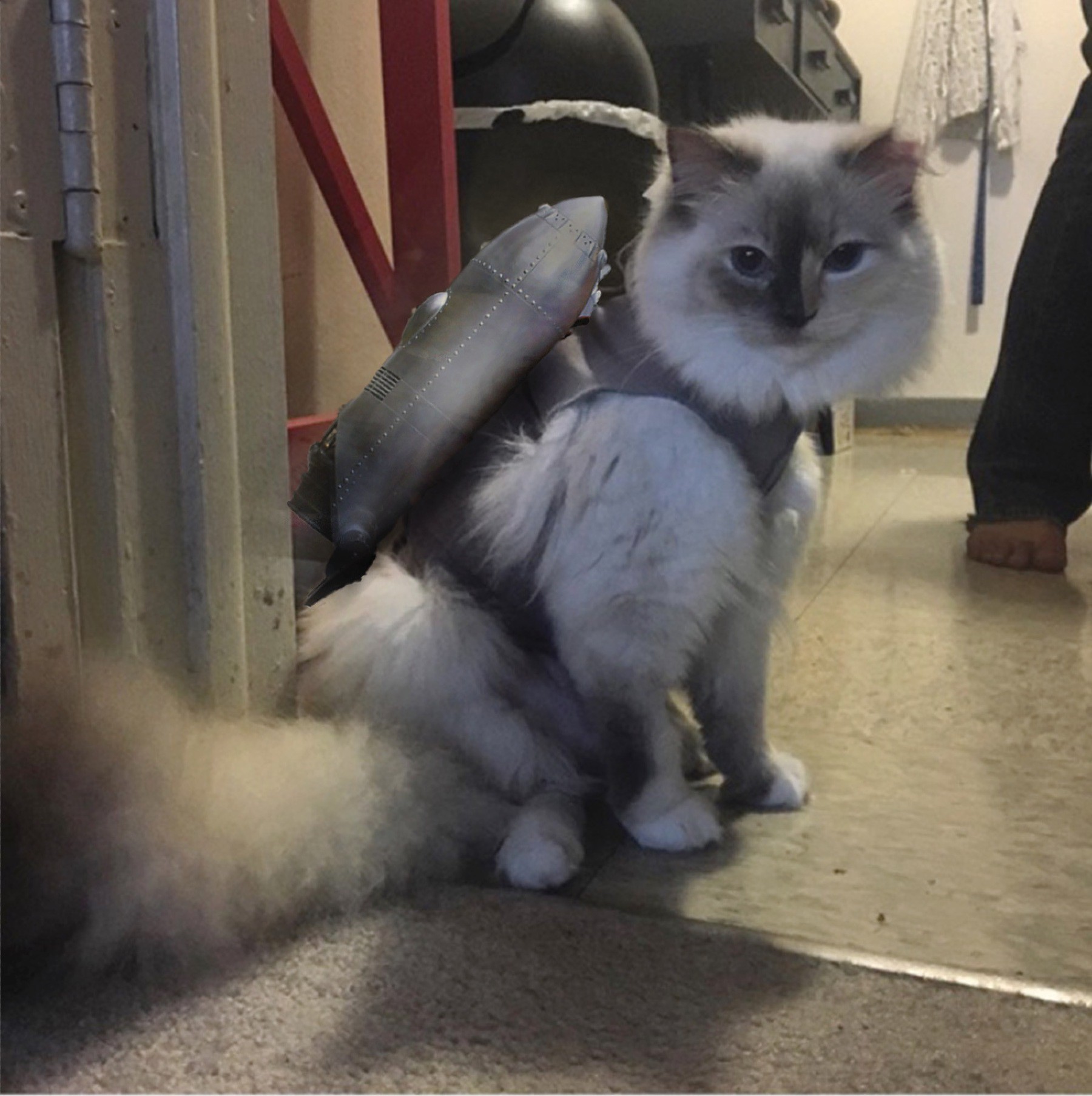 Cat wearing a vest post spay surgery, with a jetpack photoshopped on. 