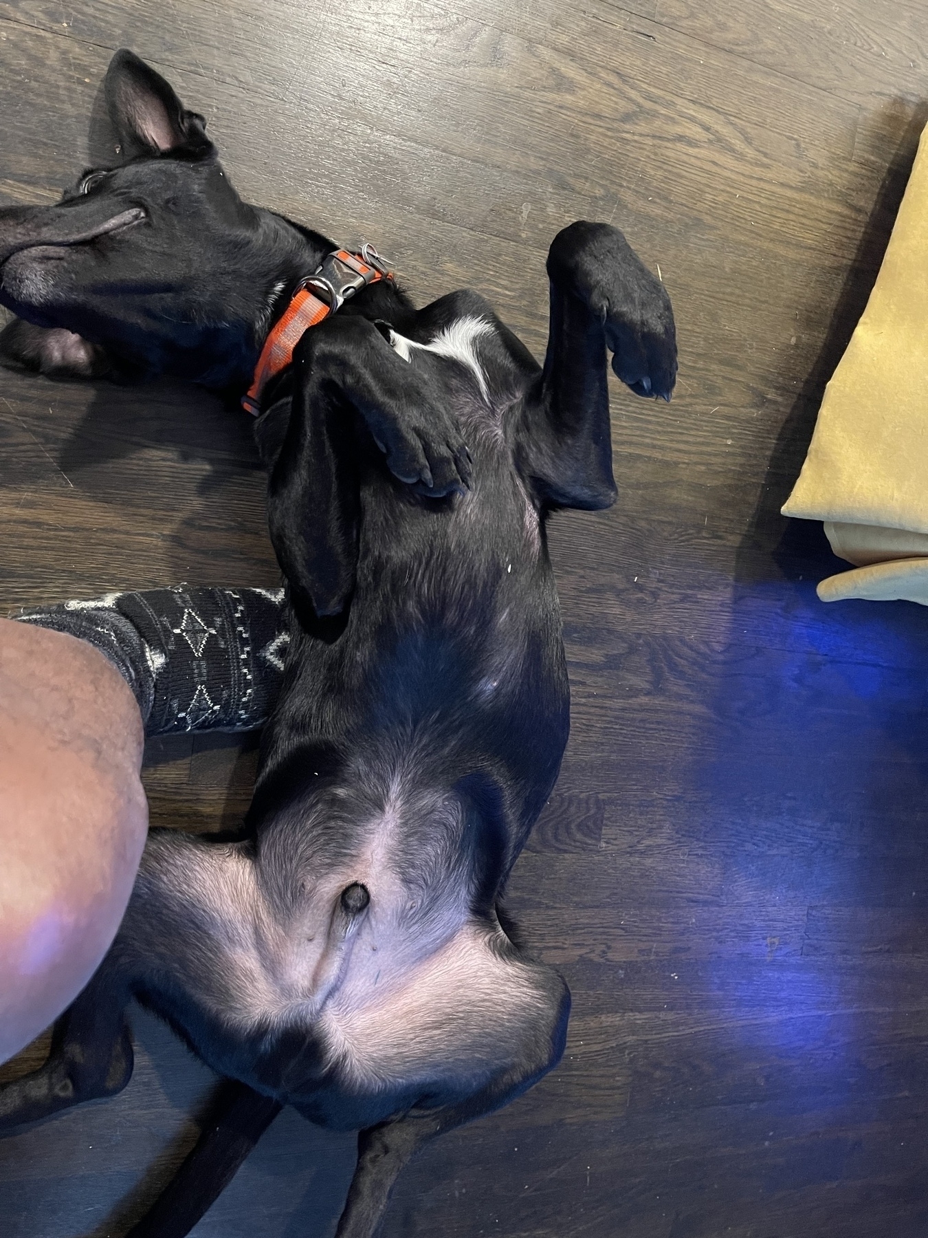 A black dog with a red collar is lying on its back on a wooden floor next to a me wearing patterned socks.