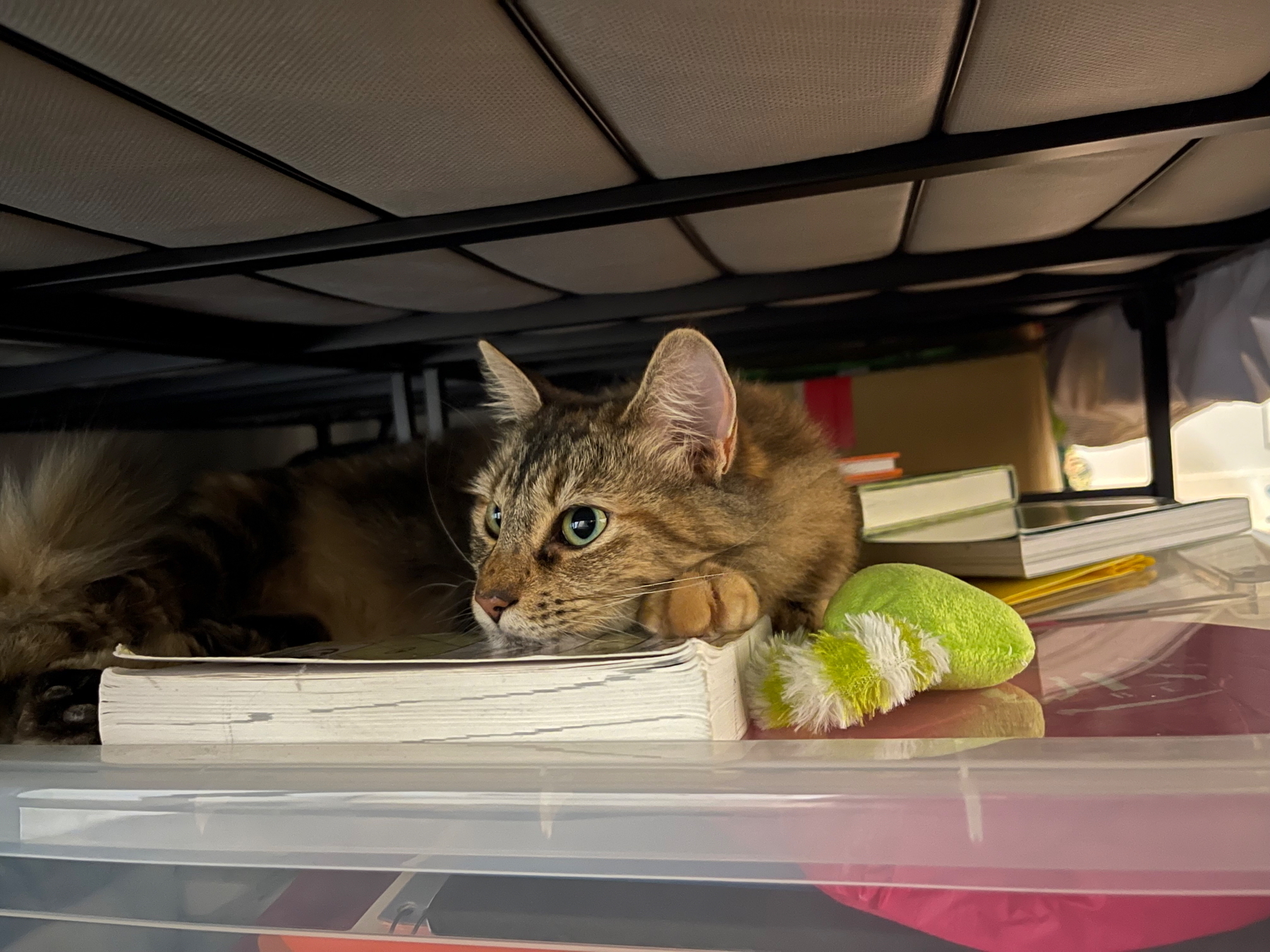 A tabby cat is lying under a bed on top of a pile of books and next to a green toy.