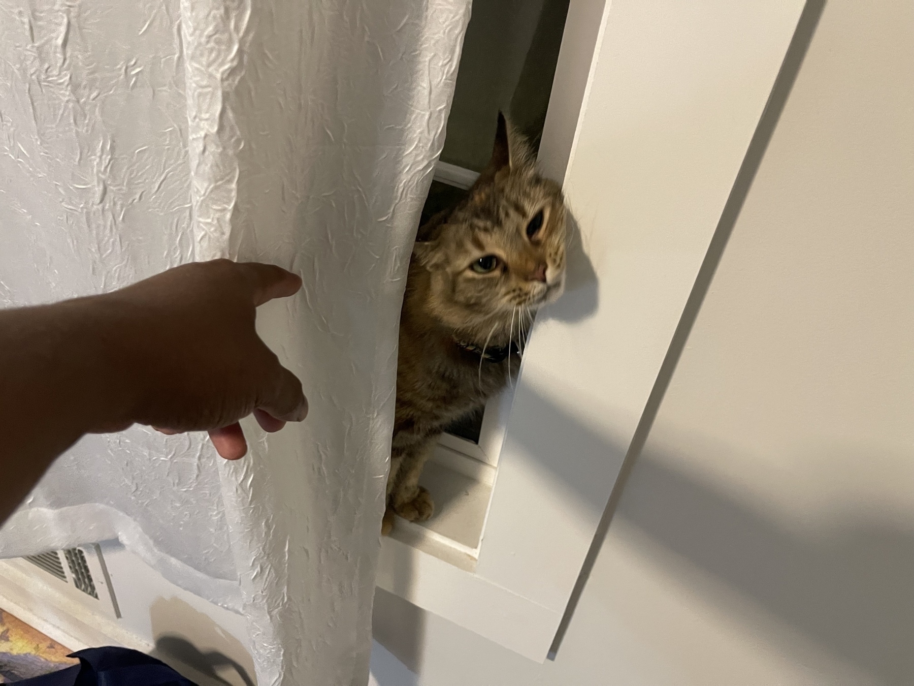 A cat is curiously peeking out of a window opening as my hand reaches towards it.