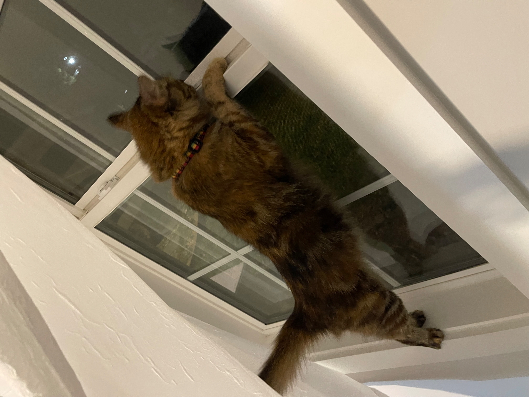 A cat with a striped fur pattern standing on hind legs is climbing the window inside a room in a house.