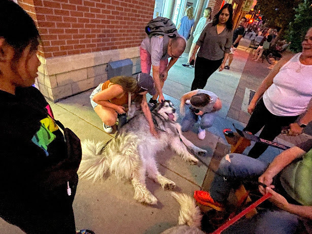A very large black, gray and white floof of fur in the form of a big Alaskan Husky is spawled out in the middle of a sidewalk surrounded by people wanting to pet him. The dog's face is one of sheer joy and happiness from the attention.