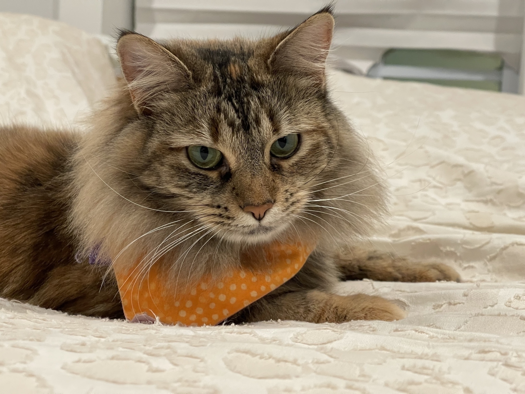 A floofball cat with a multi-colored coat is lying on a patterned white bedspread, wearing an orange polka-dotted bandana.