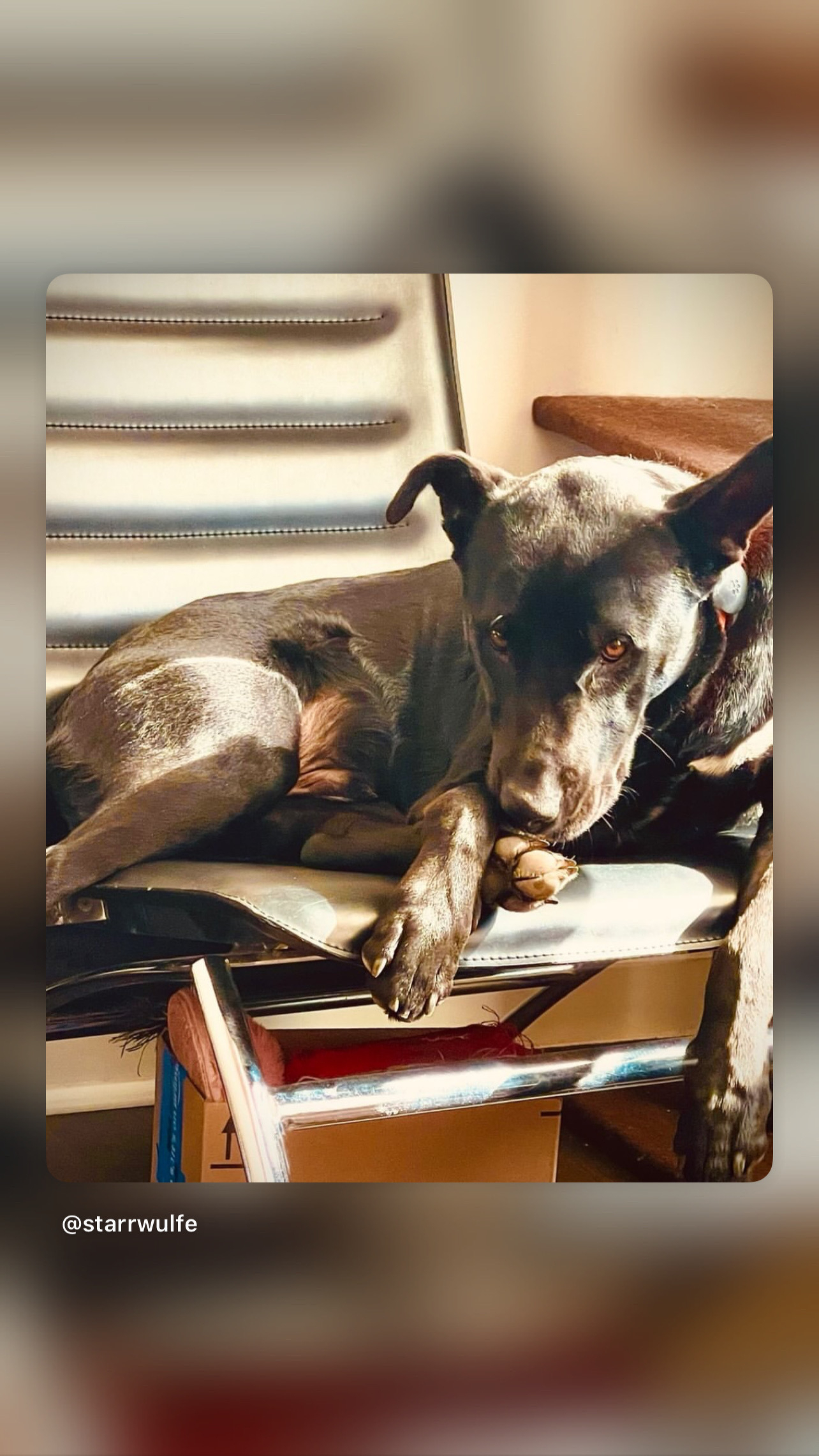 A black dog is resting on an office chair, looking relaxed and comfortable even though the chair is one size smaller than aforementioned doggo.