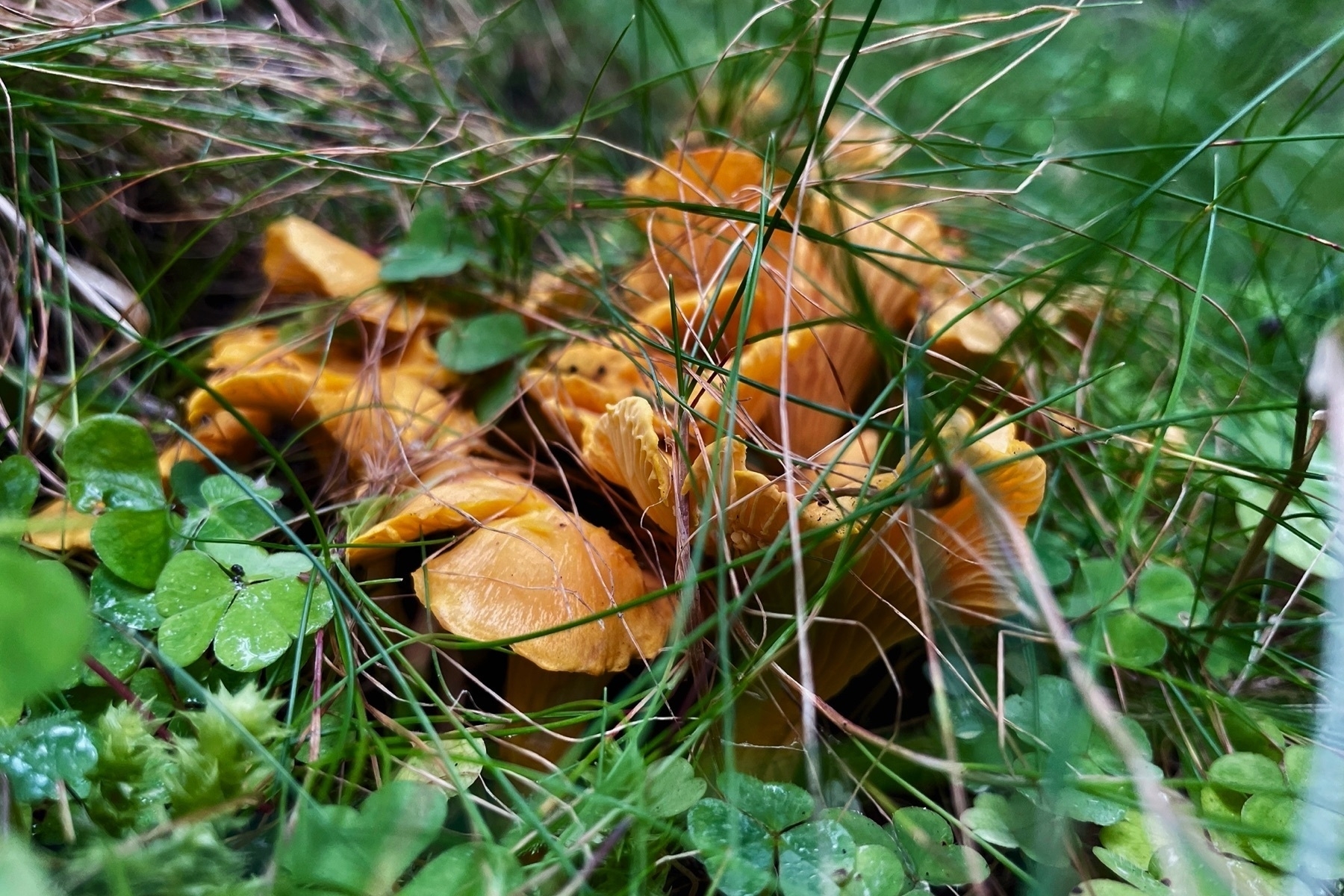 A couple of chanterelle mushrooms growing between some grass