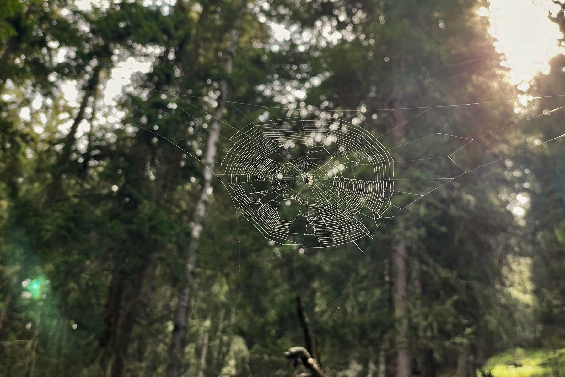 Spider web between two trees with a spider sitting there