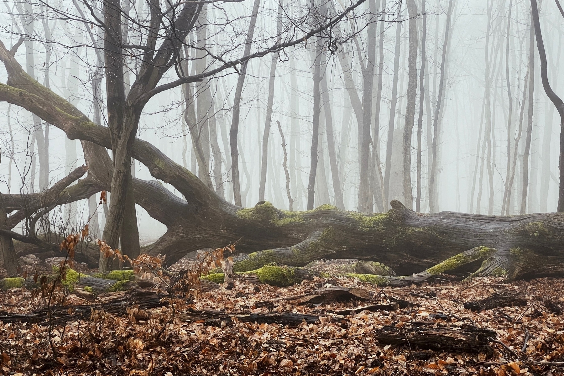 A fallen tree in the woods, covered by moss, brown leaves on the ground, very foggy and nearly no visibility 