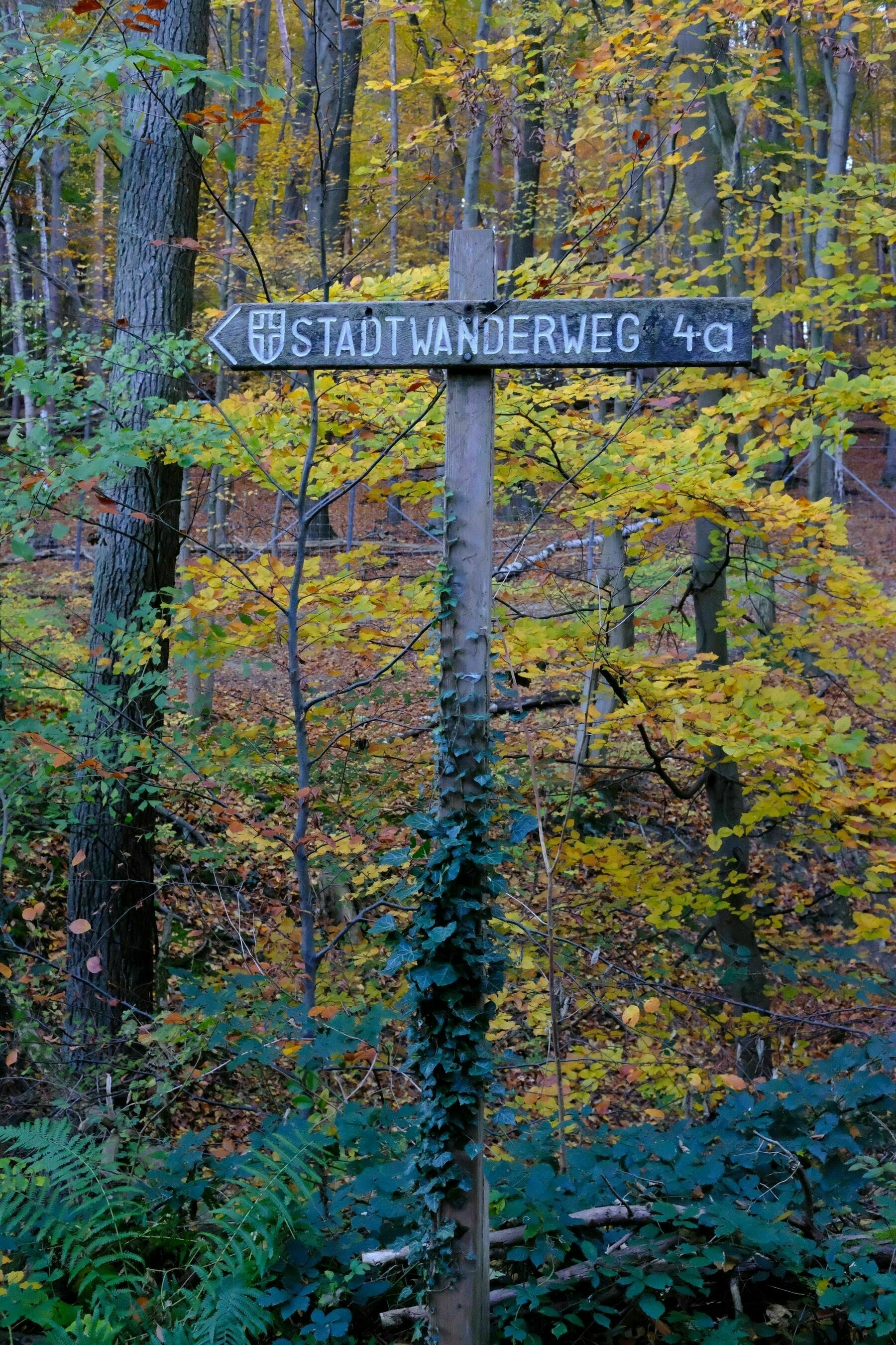 Wooden sign saying “Stadtwanderweg 4a”, behind is a forest with leaves turning green yellow