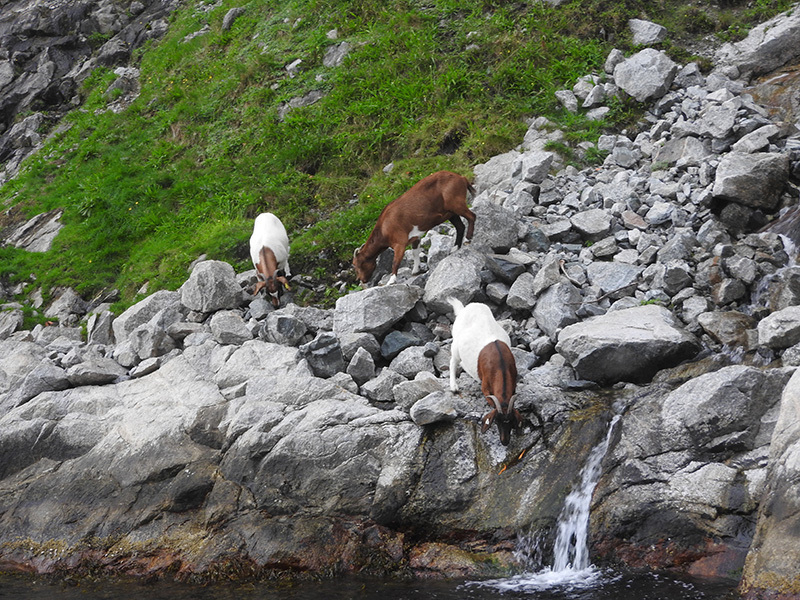 Norway scenery with goats eating grass