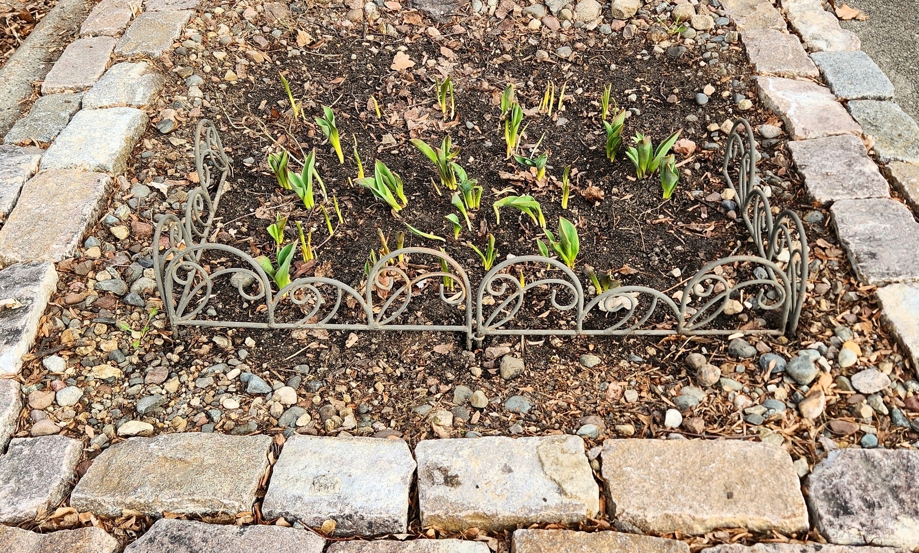 Tulip sprouts 