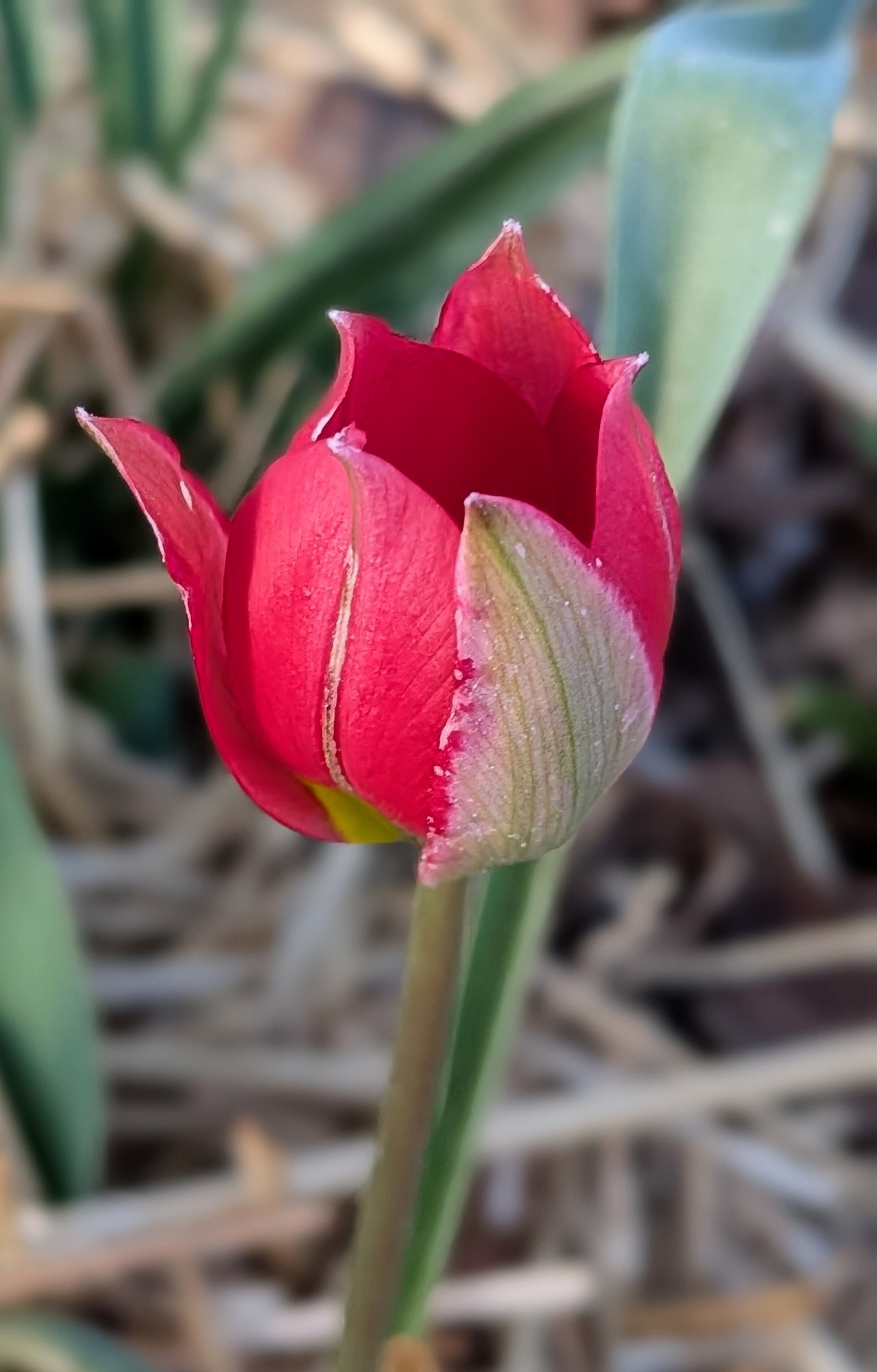 Closeup of red tulip with pointed petals open atop green stem against straw.