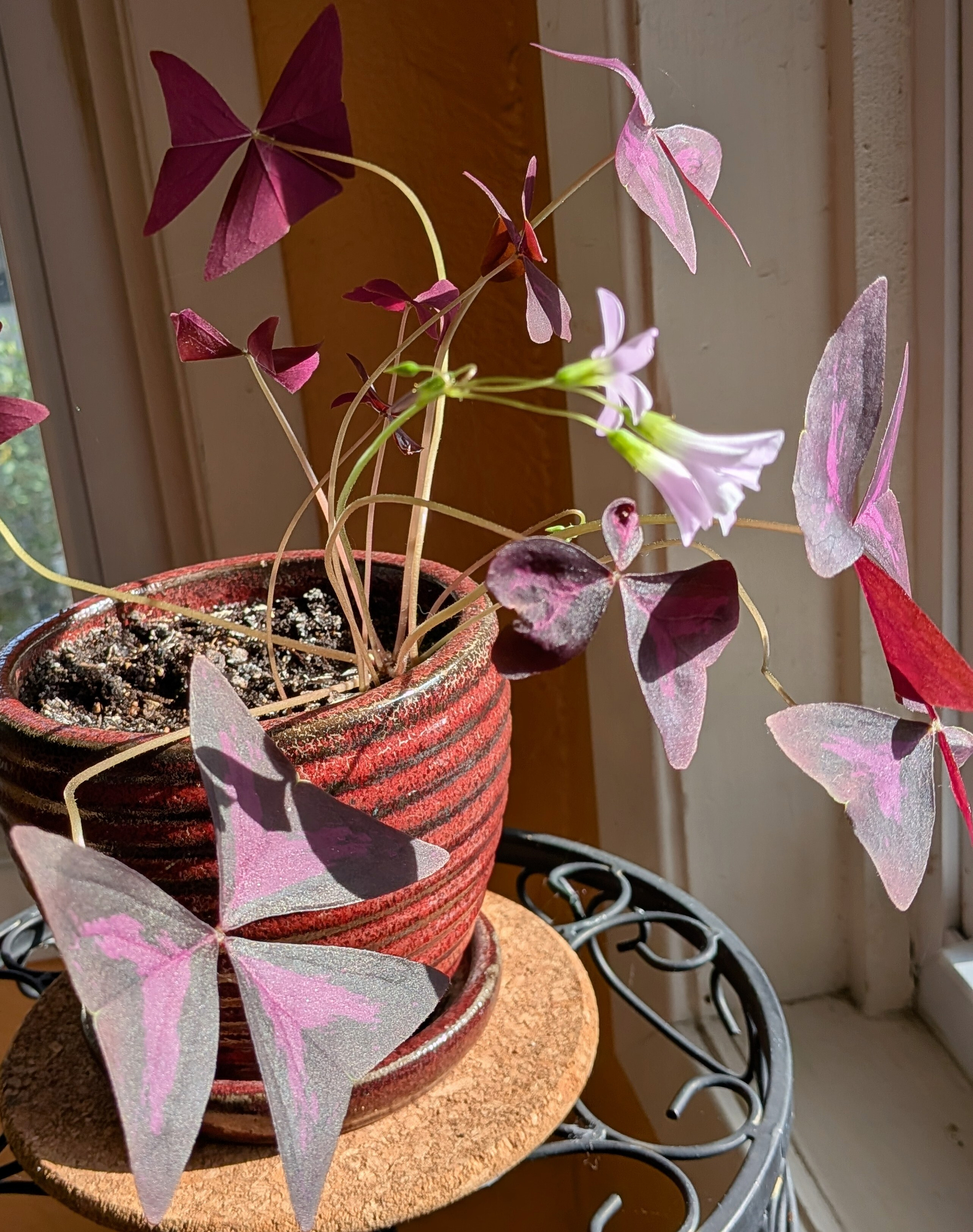 Brown plant pot with thin yellow stems extending upward with sets of three triangular purple leaves in the sun. And in center a few small white-pink trumpet-shaped flowers.&10;