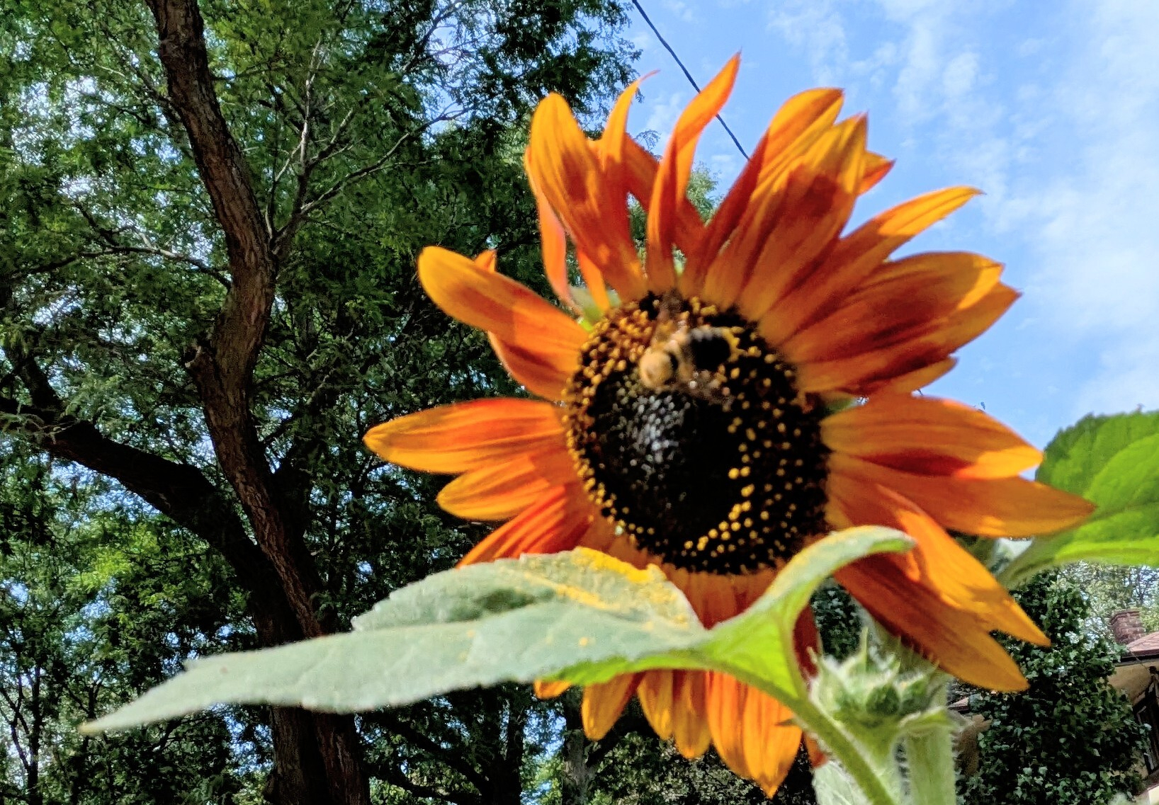 Bee upon large bright orange-red sunflower head against blue sky and green tree.
