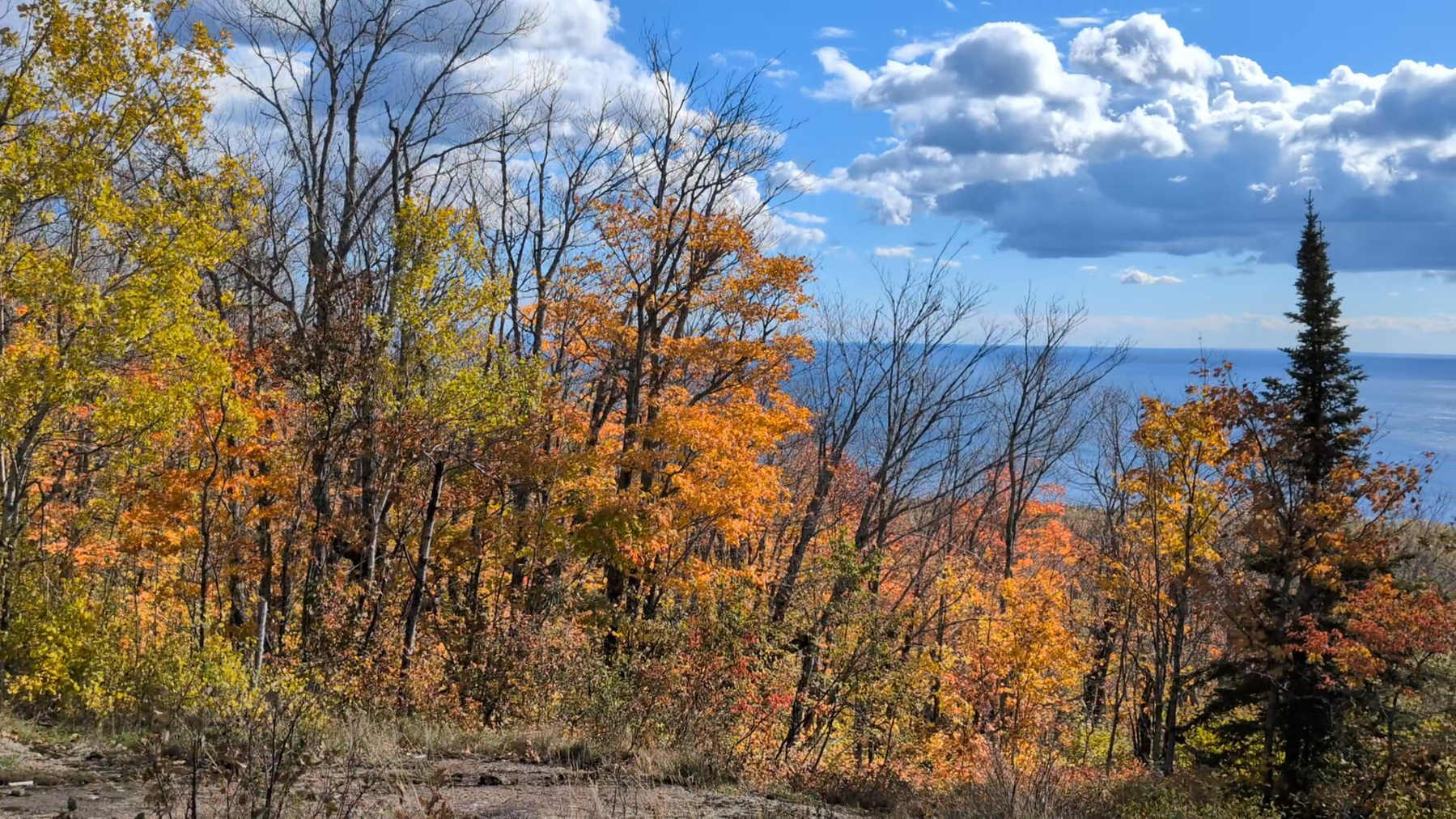Autumn landscape in foreground with green and orange leaves, some thin bare tree trunks and branches, a lone tall pine on far right, and blue lake horizon and white puffy clouds in background.