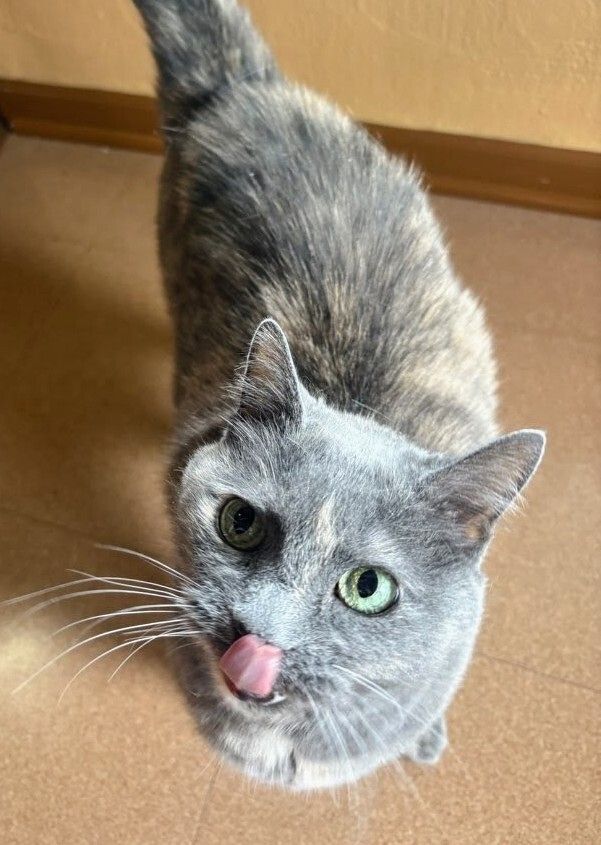 Gray cat standing on a brown floor, cocked head looking up with one green eye in light, other eye in shadow, and a pink tongue out licking up to nose.