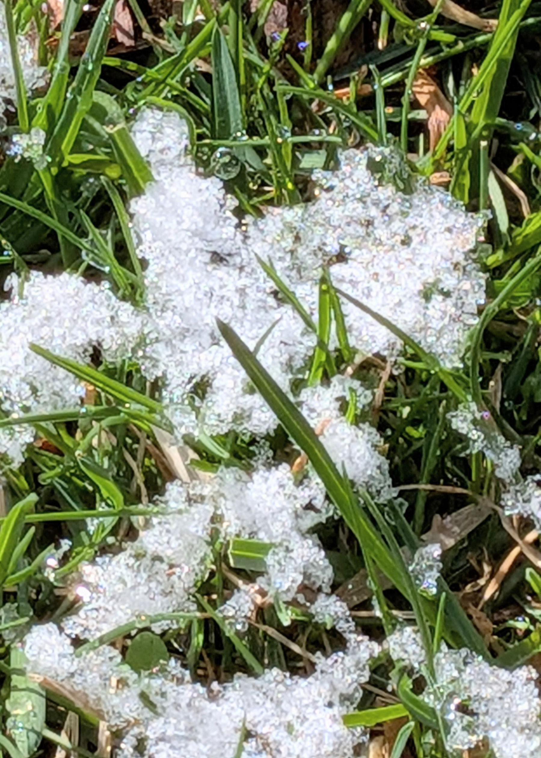 Icy white crystals scattered over green blades of grass.