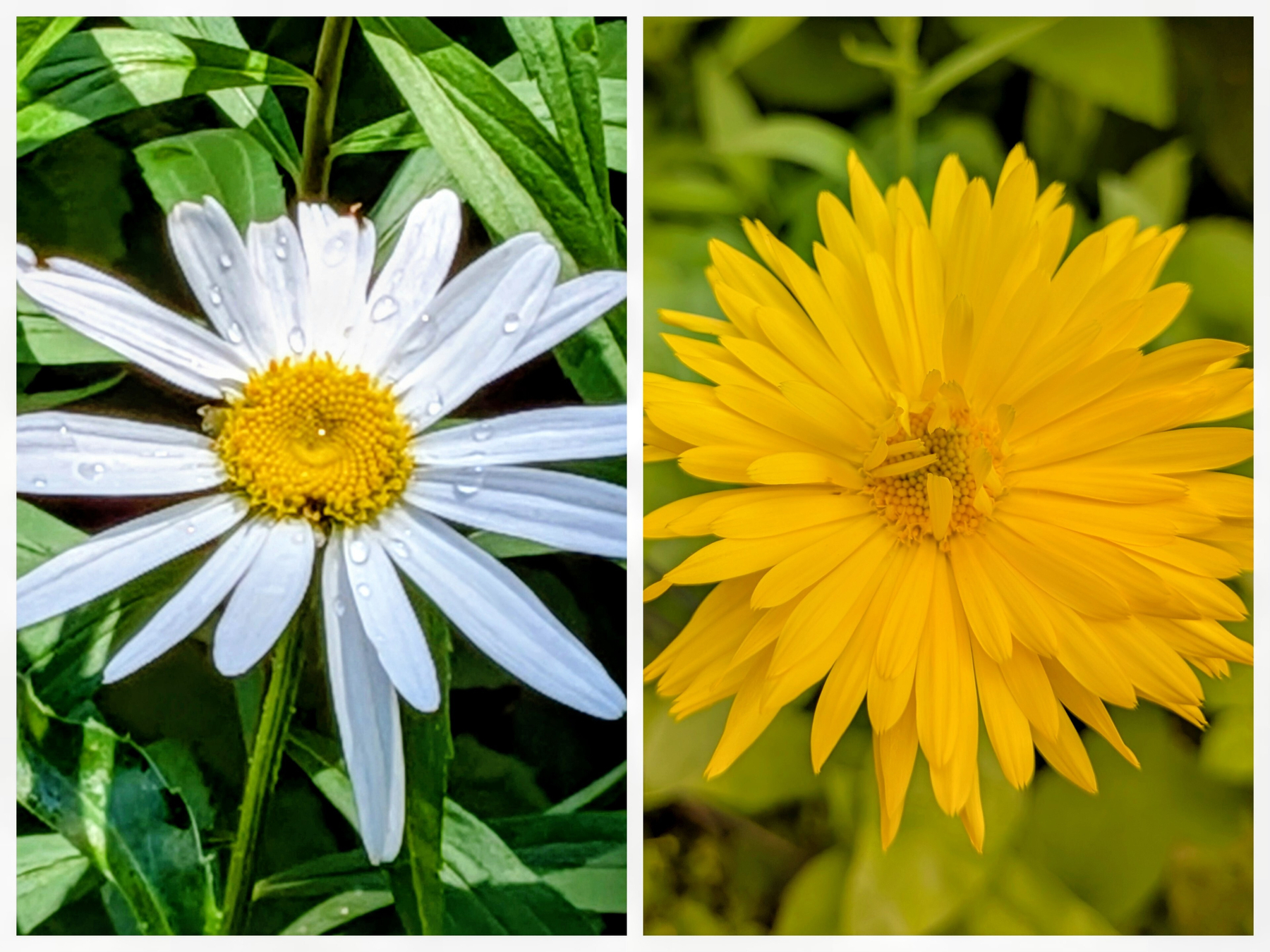 Pair of flowers. Wide shite petals & yellow head left, thin yellow stacked petals right.