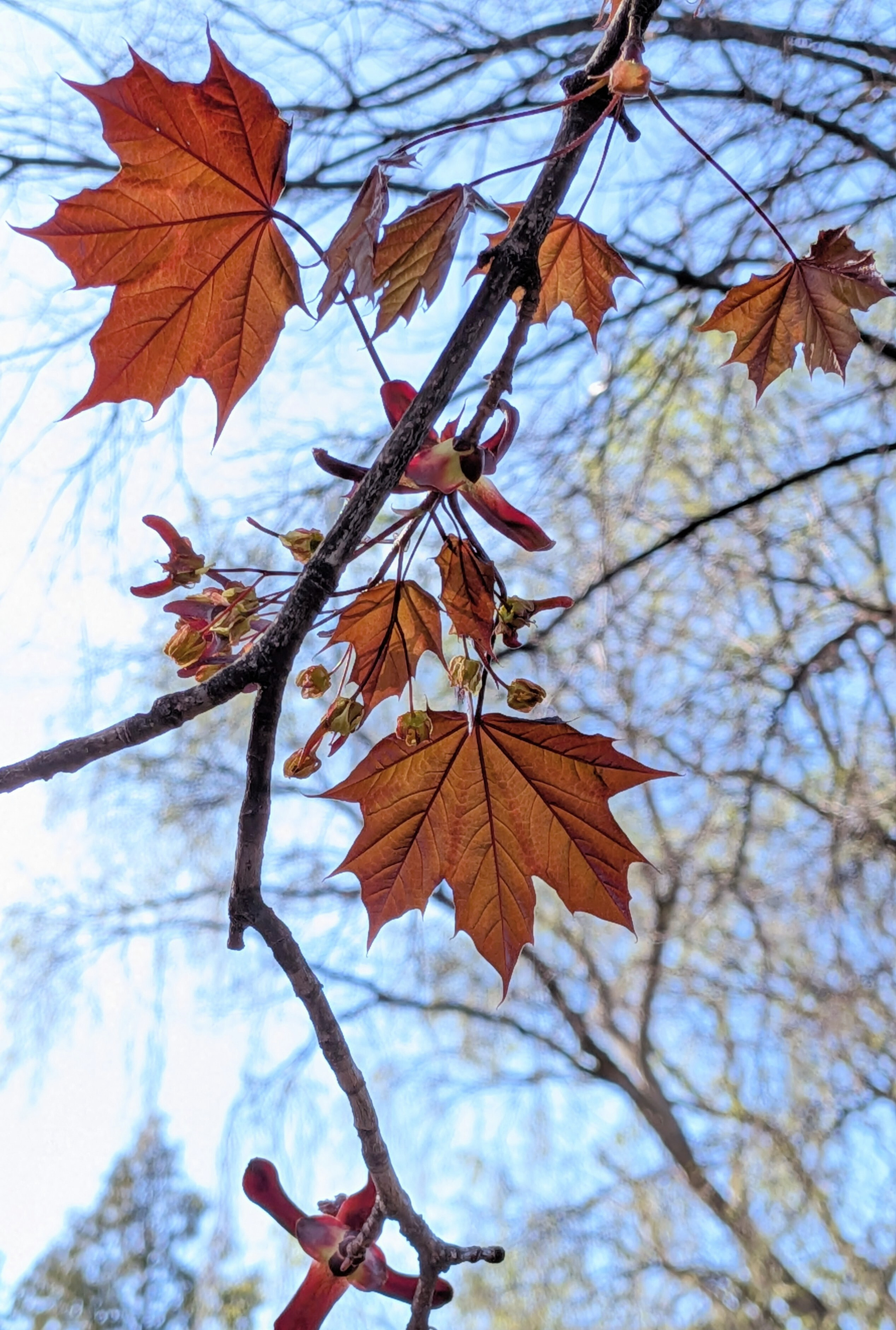 Some dark red maple leaves on branches with whispy blue sky background.