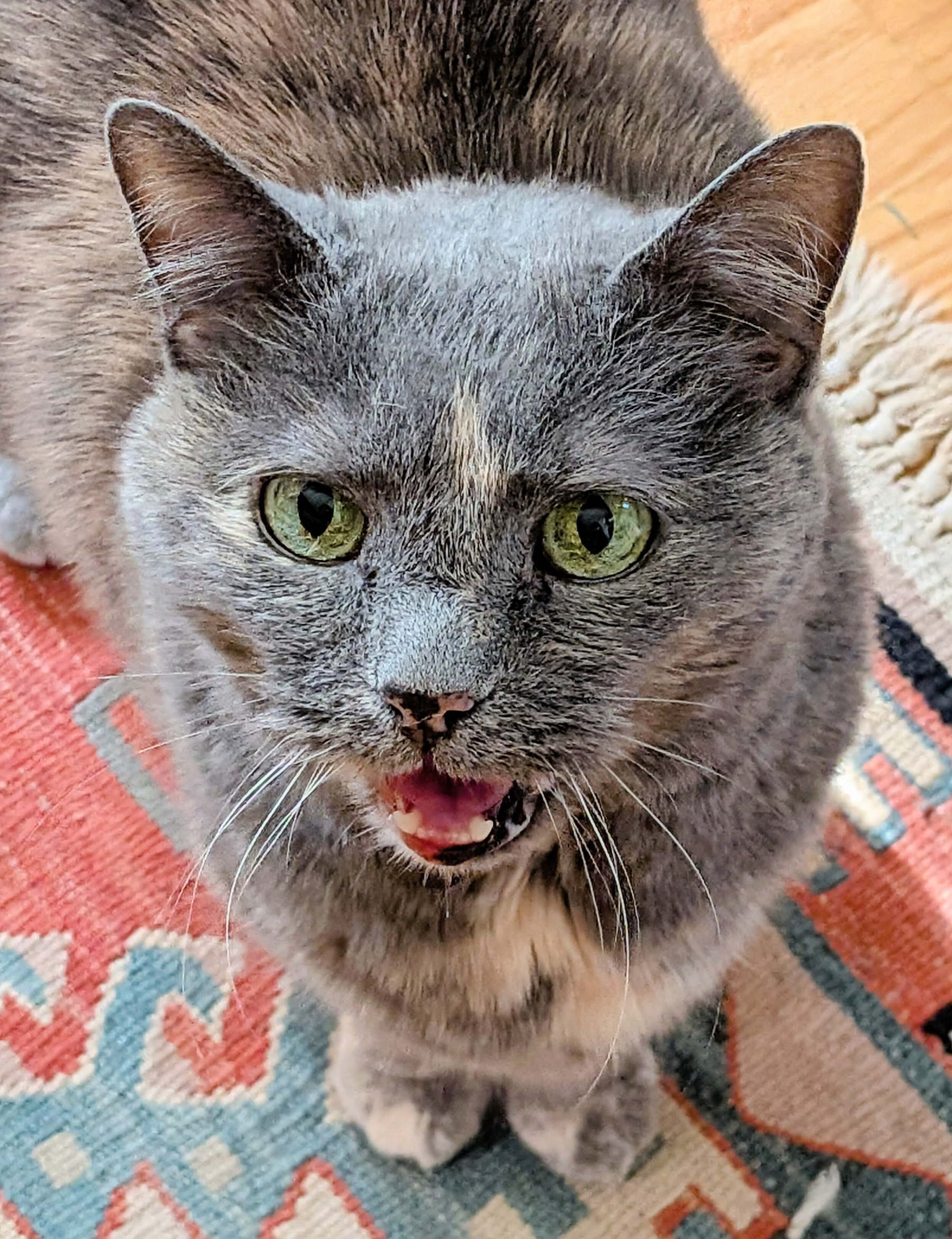 Closeup head of a gray short-haired cat meowing towards viewer, standing on edge of a rug.