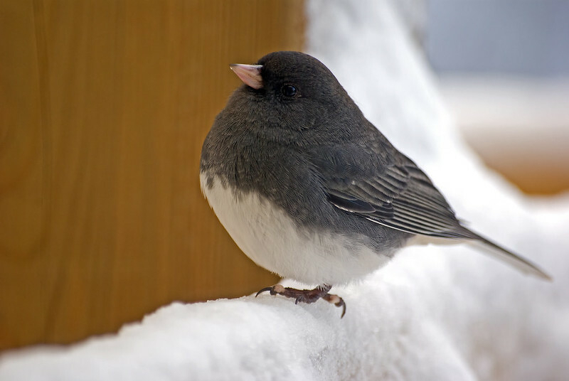 Puffed up bird with black feathers, white breast, yellow beek, perched upon snow. Image by The Perfect Subject: https://www.flickr.com/photos/manager_2000/
