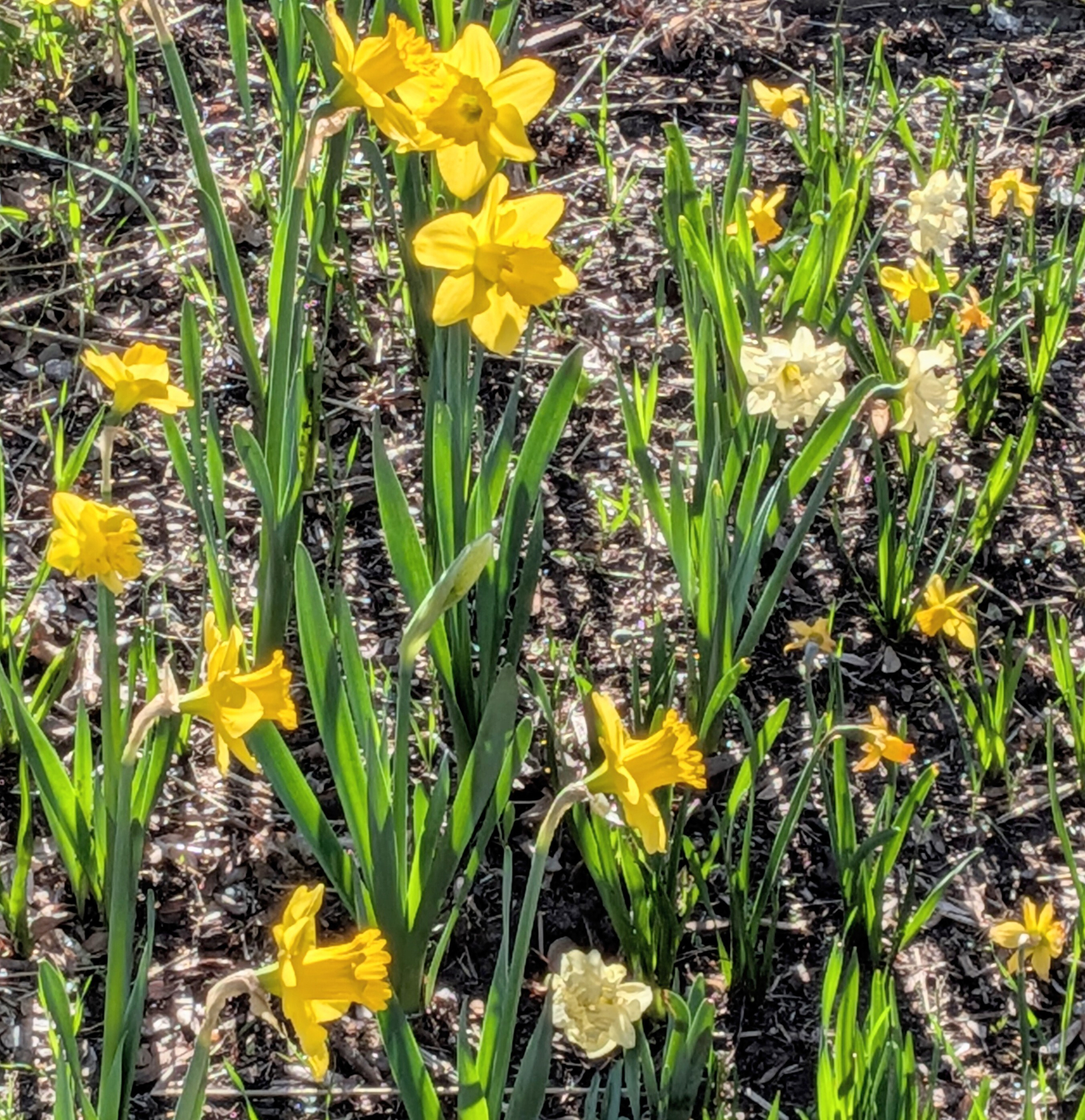 Array of bright yellow petaled trumpet flowers on green stems glowing in sunlight.