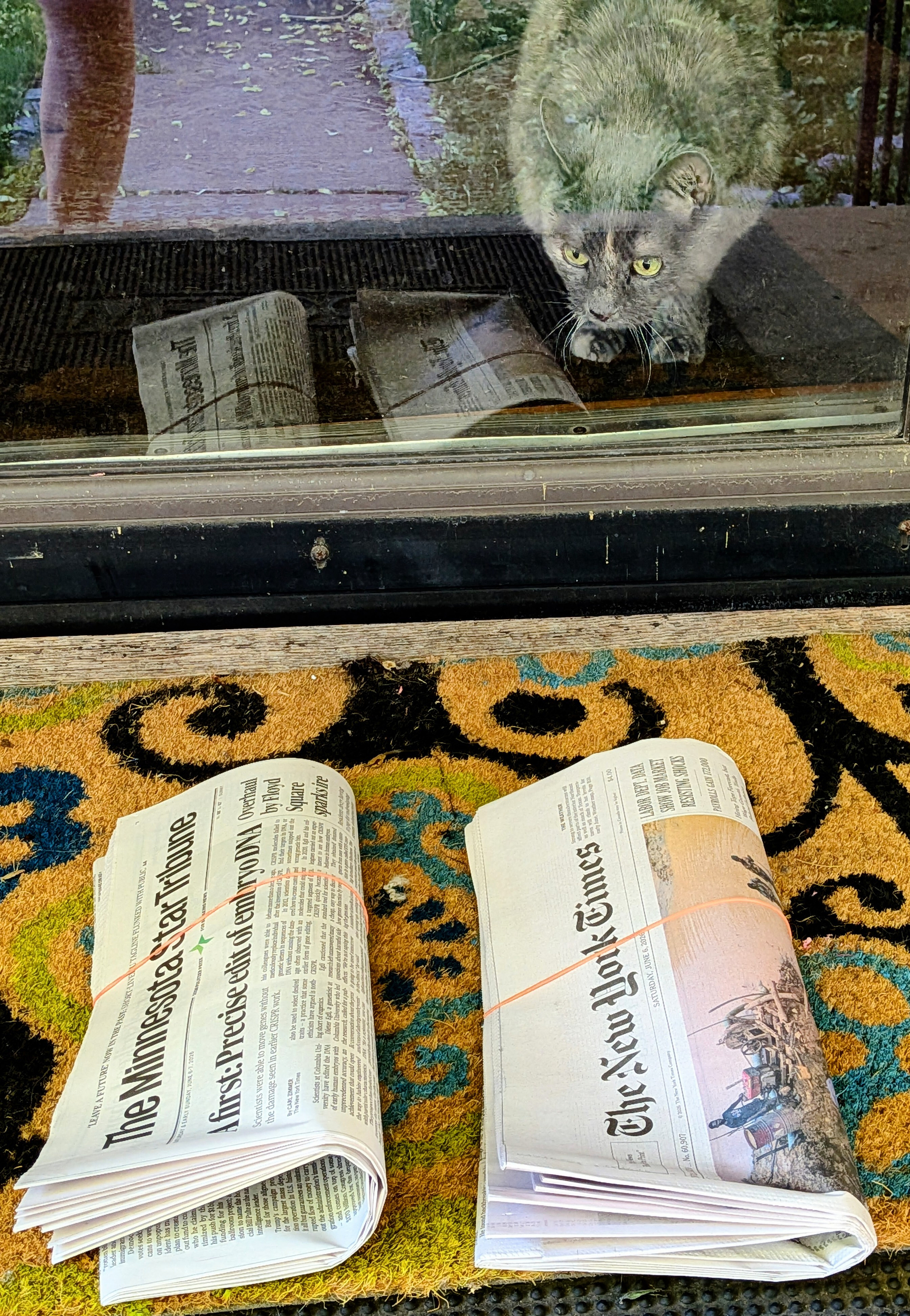 Cat looking through glass door with 2 newspapers delivered outside.