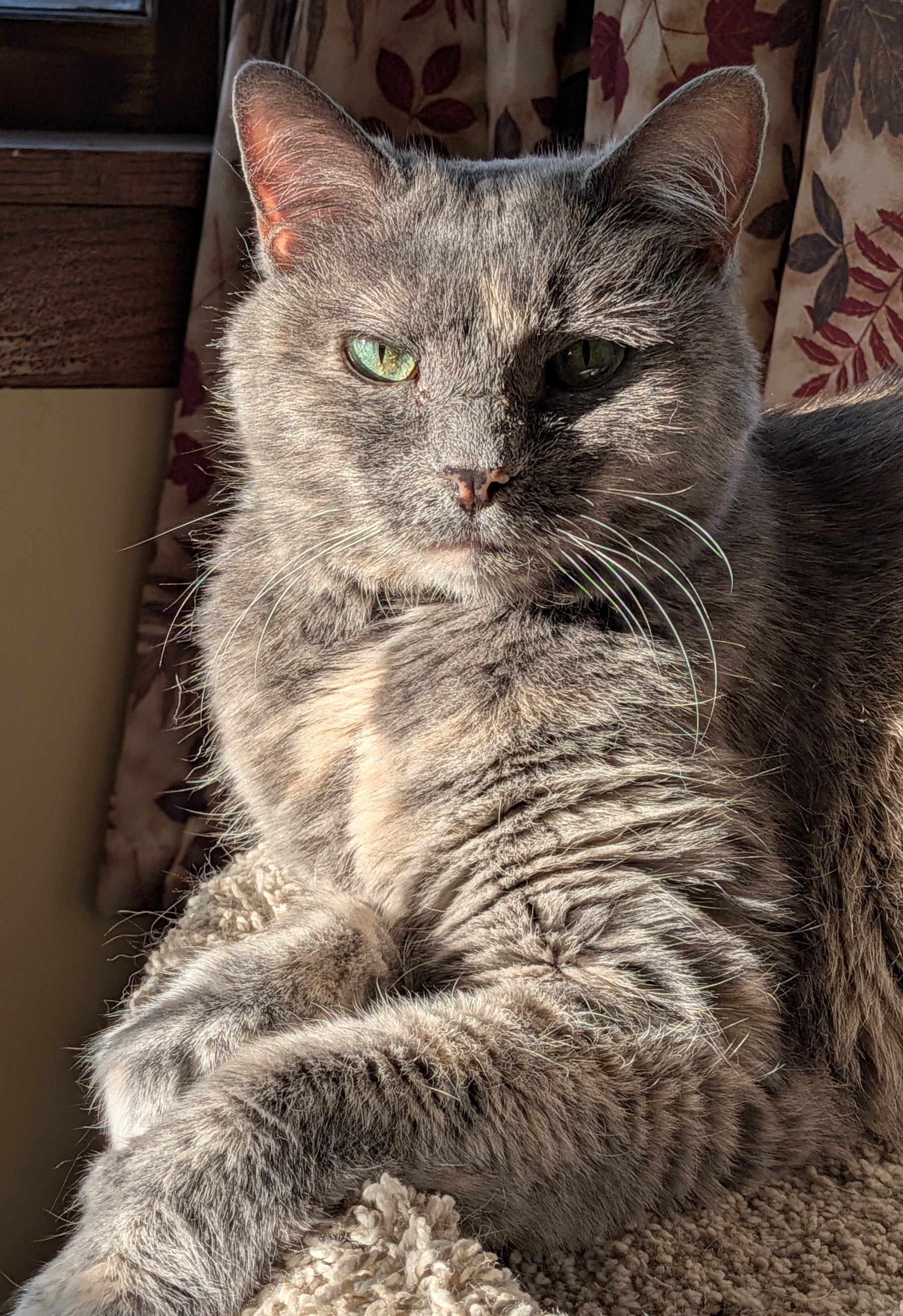 Gray with white colored cat seated and facing camera with sun sidelight highlighting her right eye looking forward.