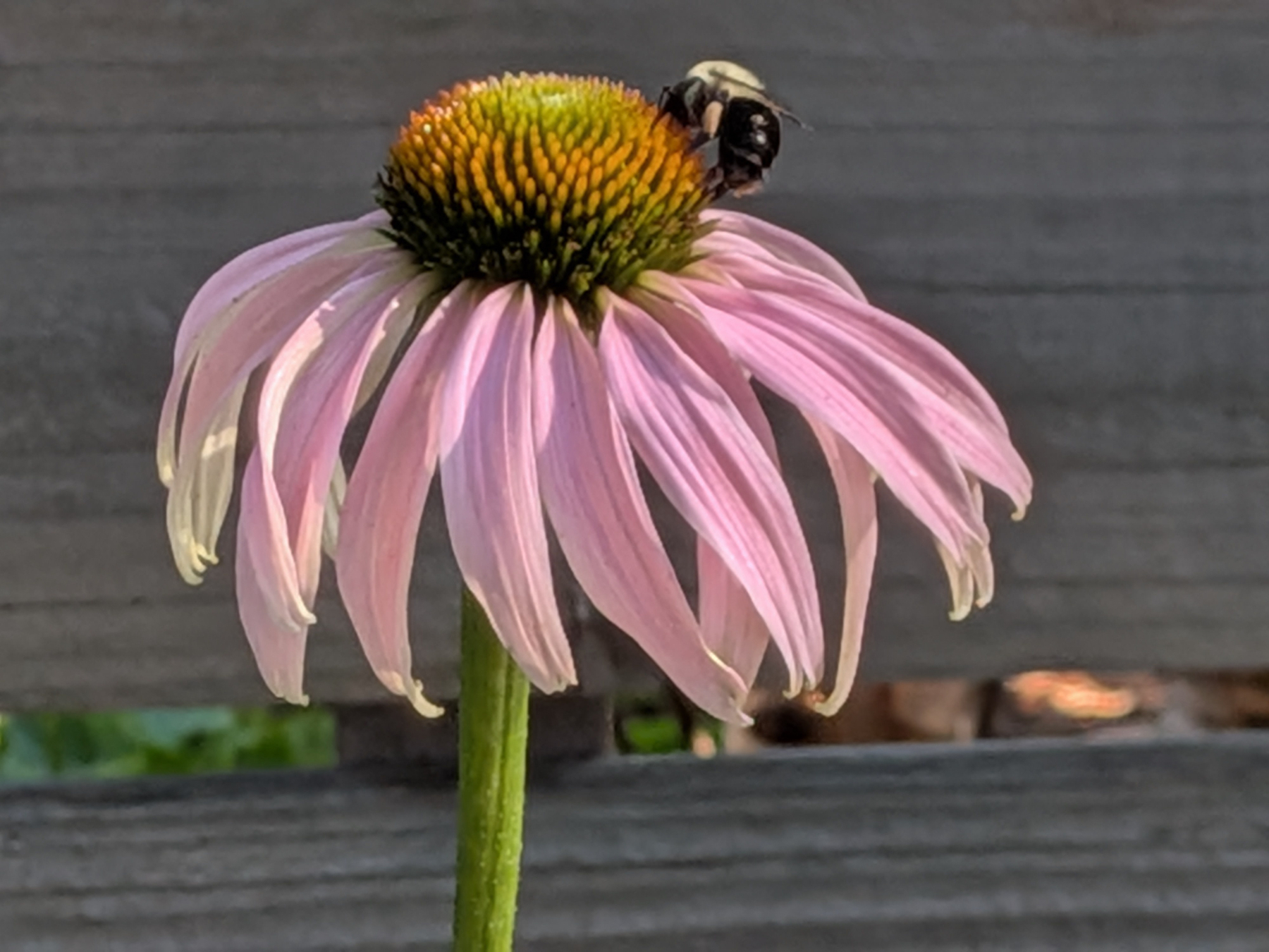 Close-up of flower with pink petals hanging down over green stem topped by a glowing sunburst colored head with a bee alight.
