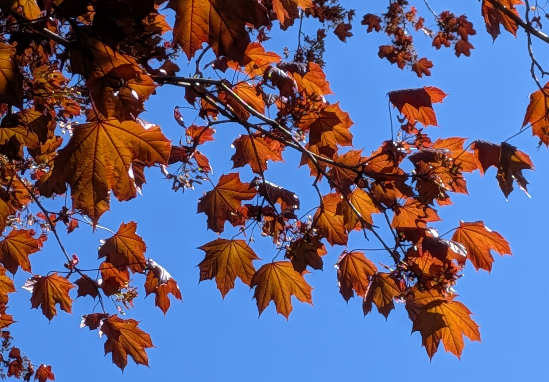 Looking up at orange leaves in sunlight against a clear blue sky.