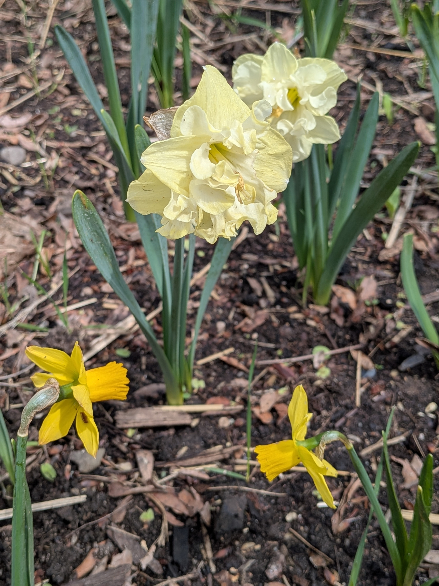 Two small dark yellow trumpet blossoms in lower foreground with two larger frilly pastel yellow blossoms above and behind, surrounded by green leaf spikes.