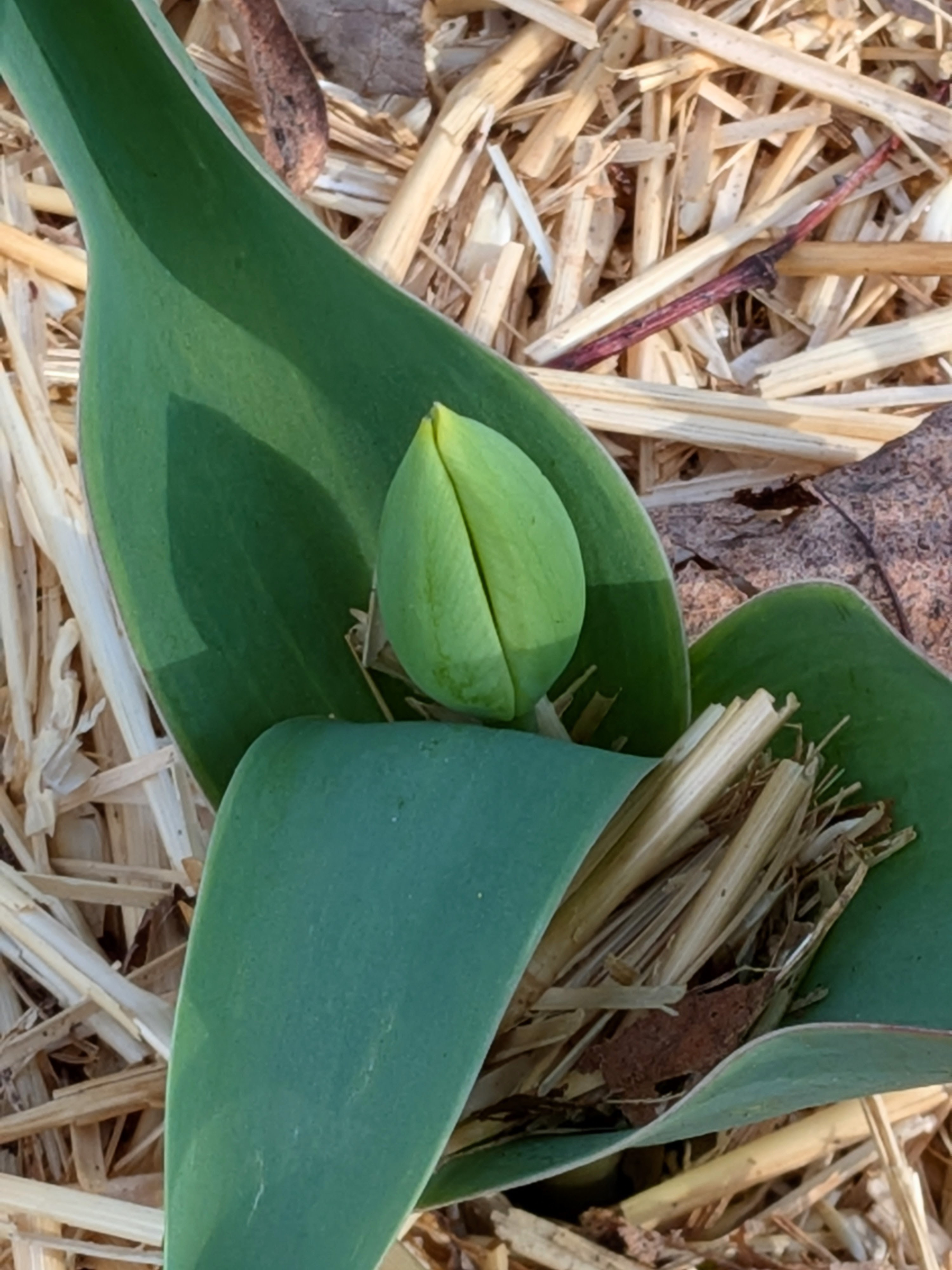 closeup ofwide pointy green leaves with a small bud rising in center against dull yellow straw.