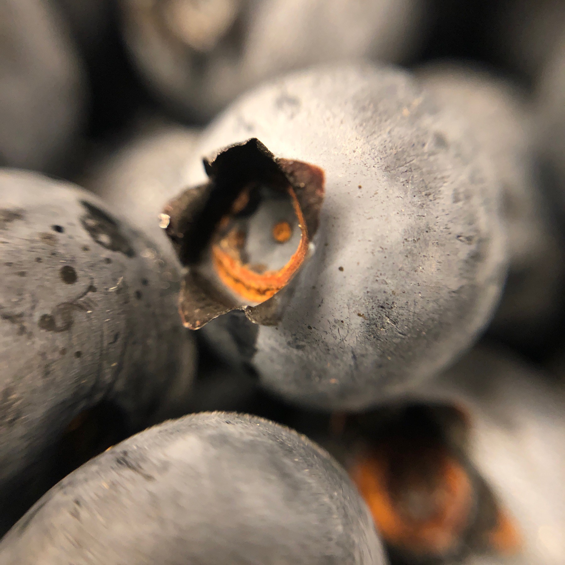 Close up of blueberries.