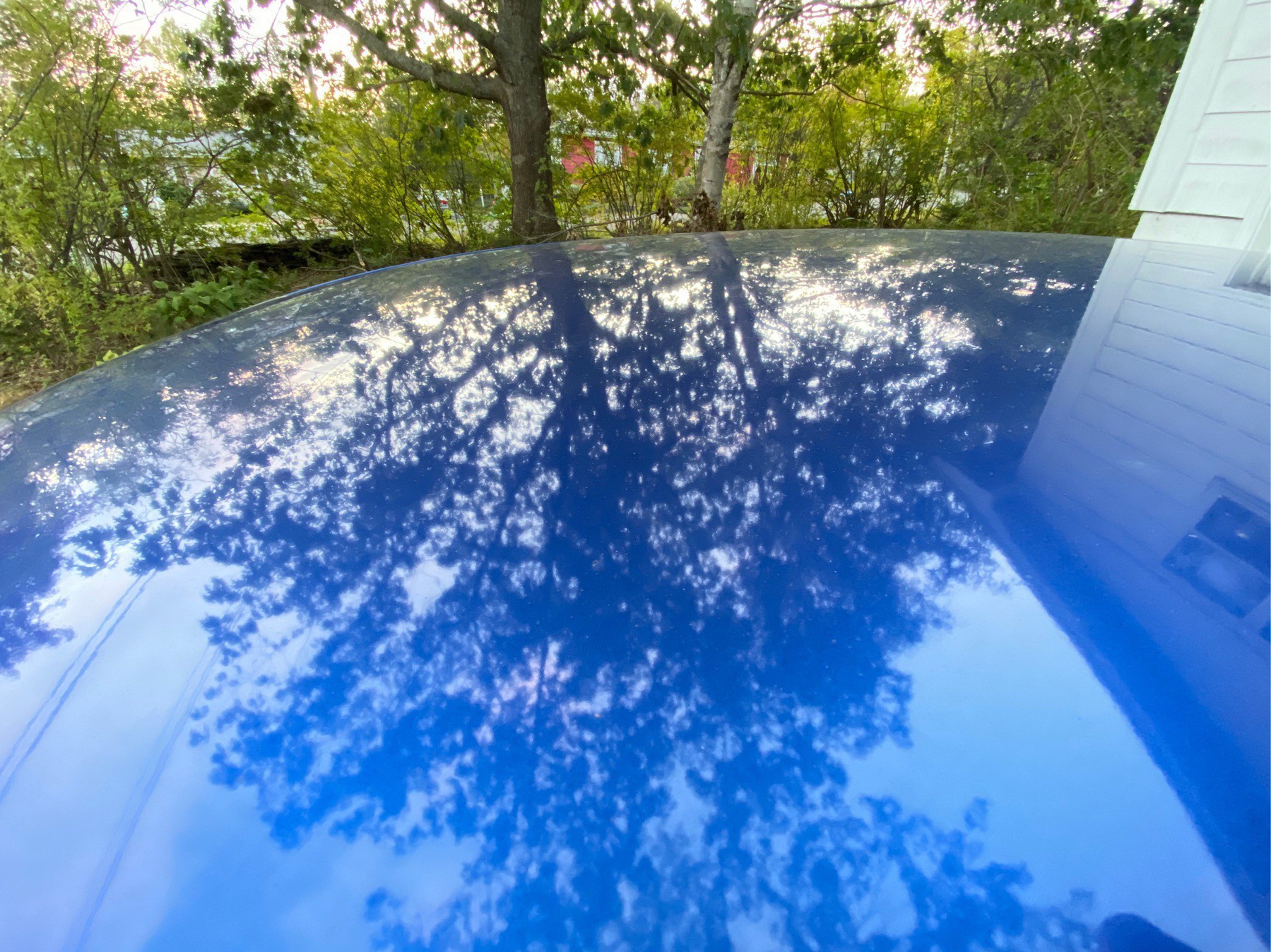 Tree reflected in car roof.