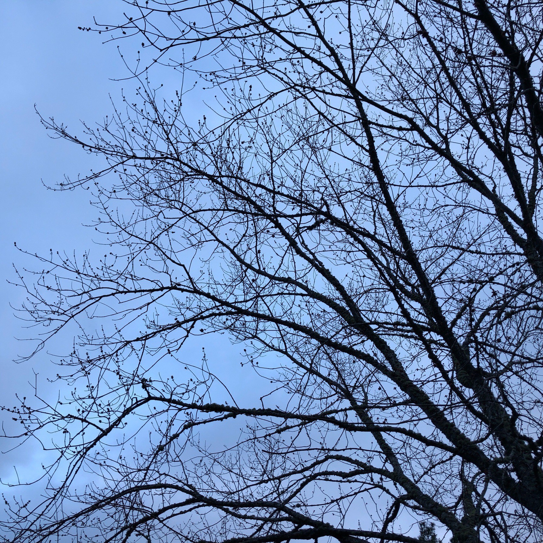 Sky and tree branches.