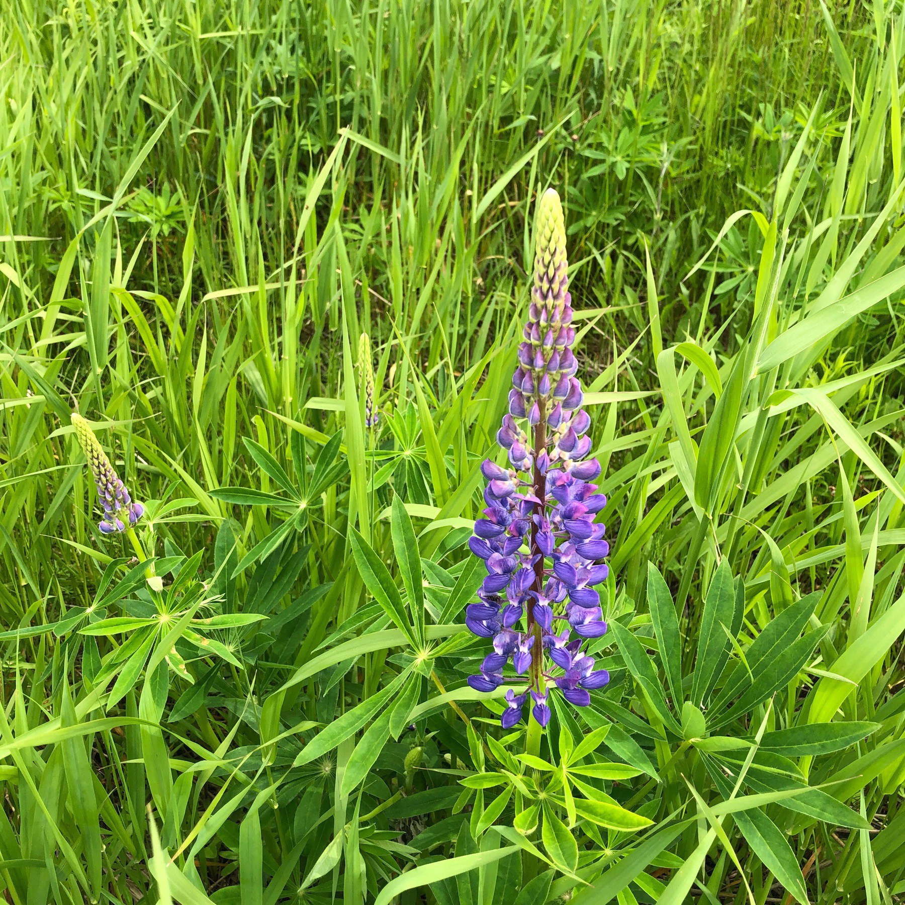 Lupin and grass.